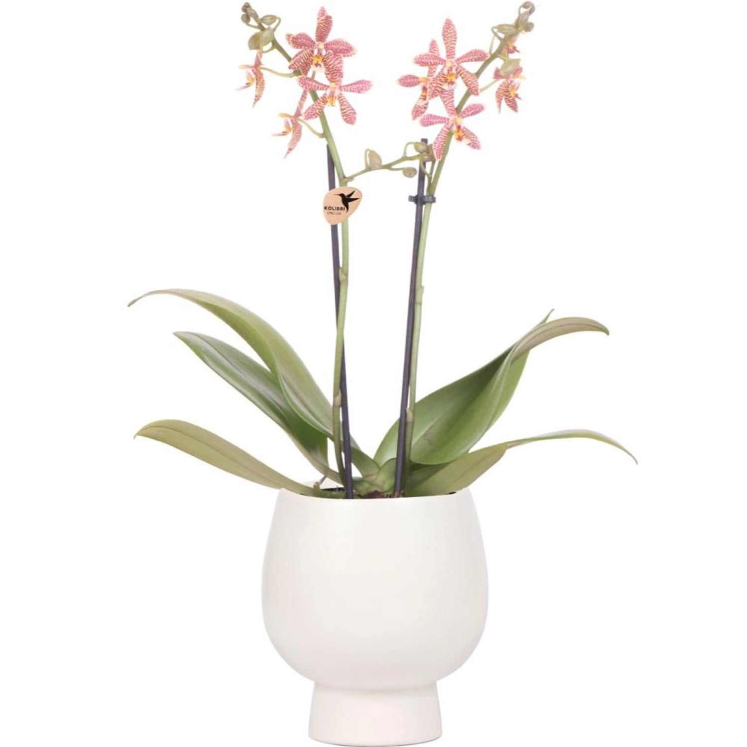Kolibri Orange Phalaenopsis Orchidee Spider inScandic Weiß Topfgröße 9cm günstig online kaufen
