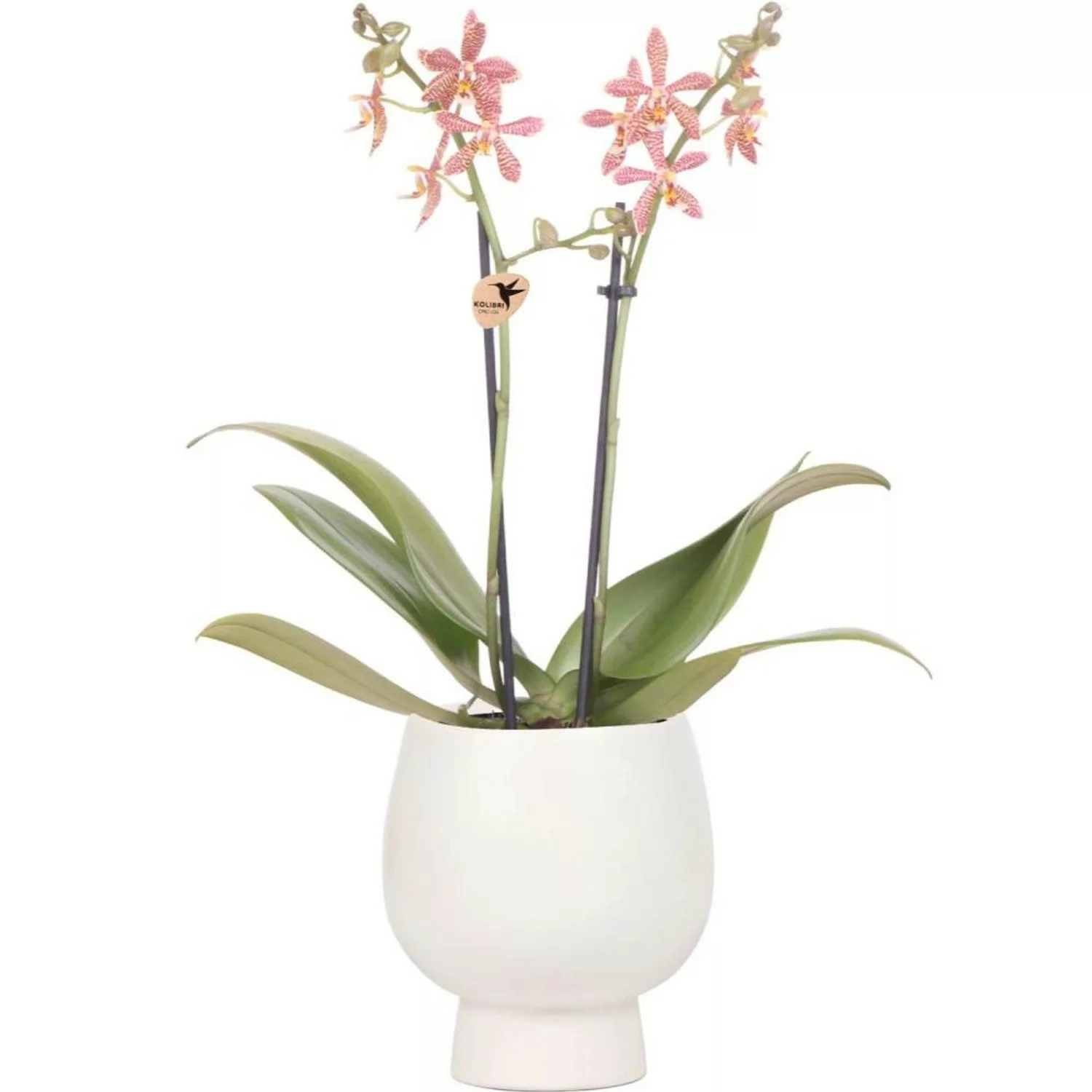 Kolibri Orange Phalaenopsis Orchidee Spider inScandic Weiß Topfgröße 9cm günstig online kaufen
