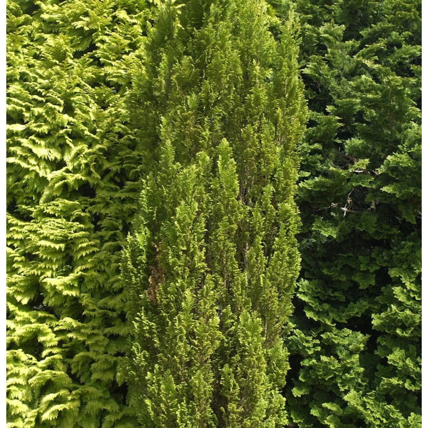 Kegelzypresse Ellwoodii Gold 30-40cm - Chamaecyparis lawsoniana günstig online kaufen