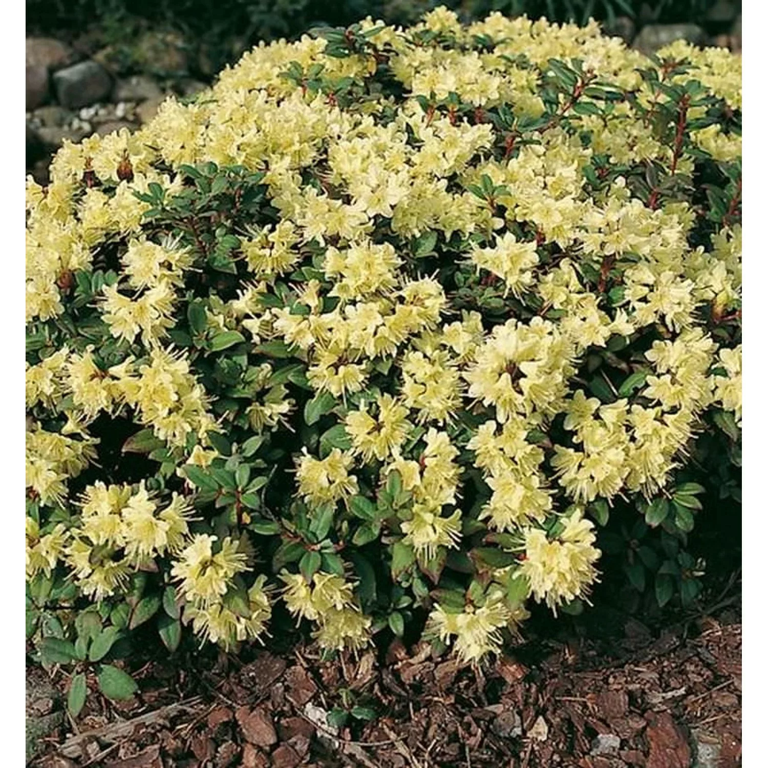 Zwerg Rhododendron Princess Anne 30-40cm - Zwerg Alpenrose günstig online kaufen