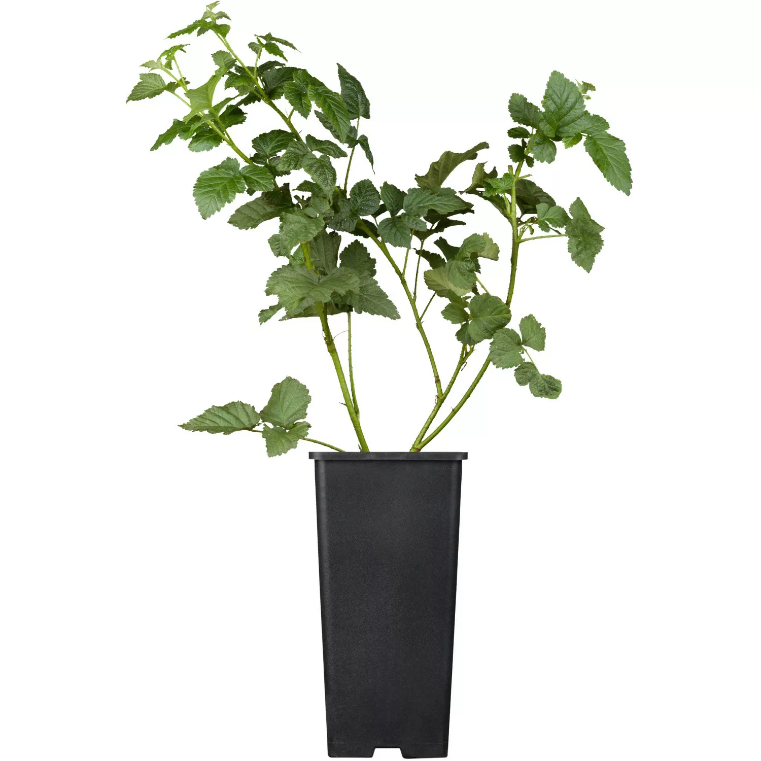 GROW by OBI Bio Tayberry Rot Höhe ca. 20 - 30 cm Topf ca. 2 l Tayberry günstig online kaufen