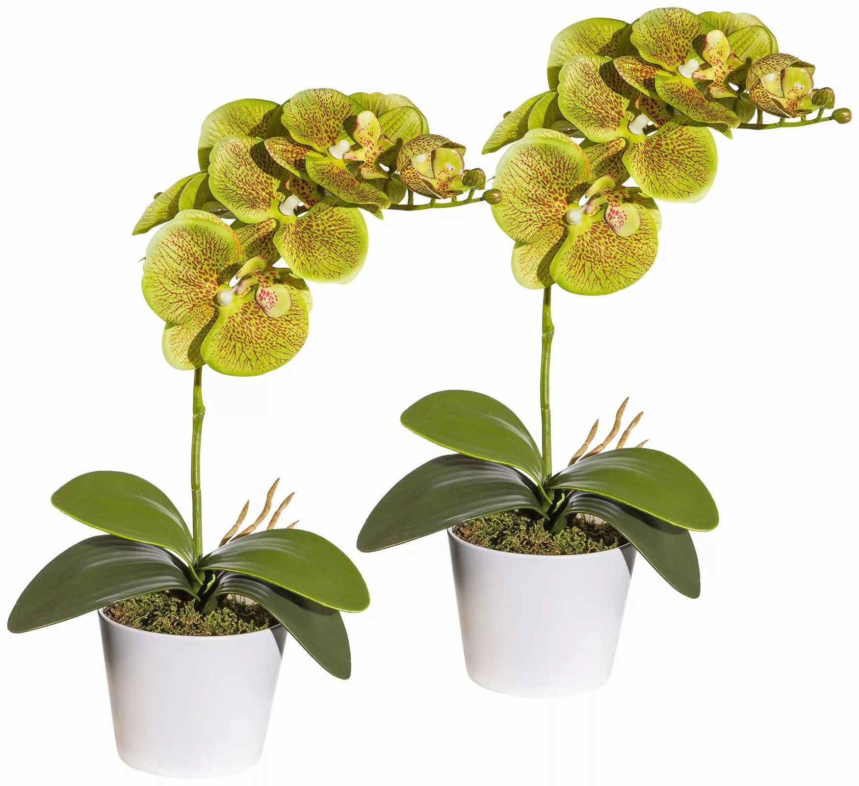 Creativ green Kunstpflanze "Orchidee Phalaenopsis", im Keramiktopf günstig online kaufen