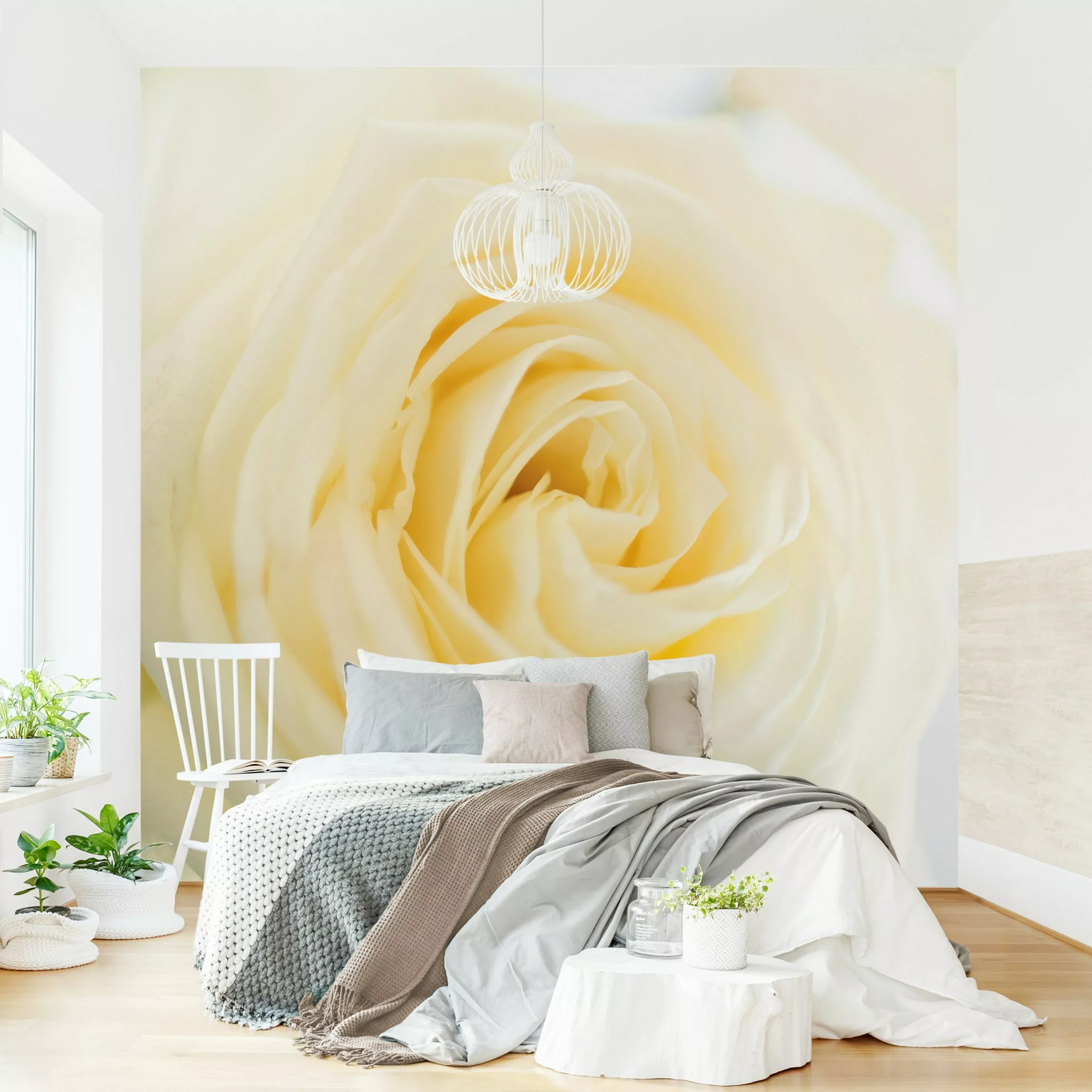 Fototapete White Rose günstig online kaufen