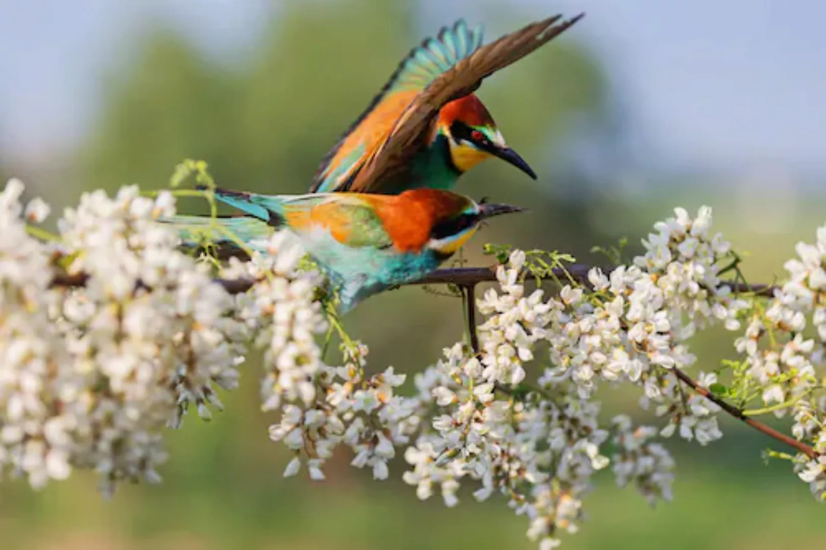 Papermoon Fototapete »Vögel« günstig online kaufen