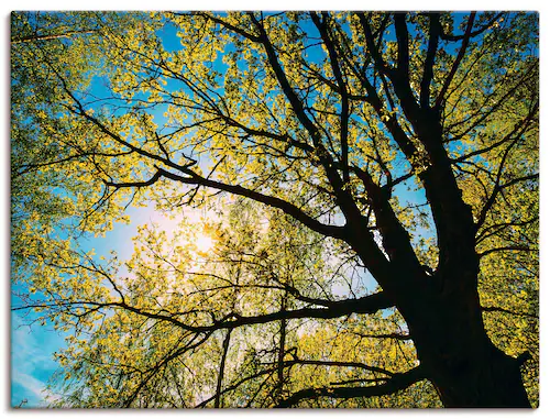 Artland Leinwandbild "Frühlingssonne durch Baumkrone", Bäume, (1 St.), auf günstig online kaufen