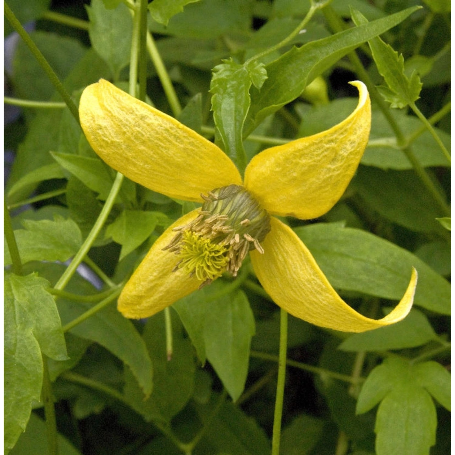 Gold Waldrebe Golden Harvest 40-60cm - Clematis tangutica günstig online kaufen