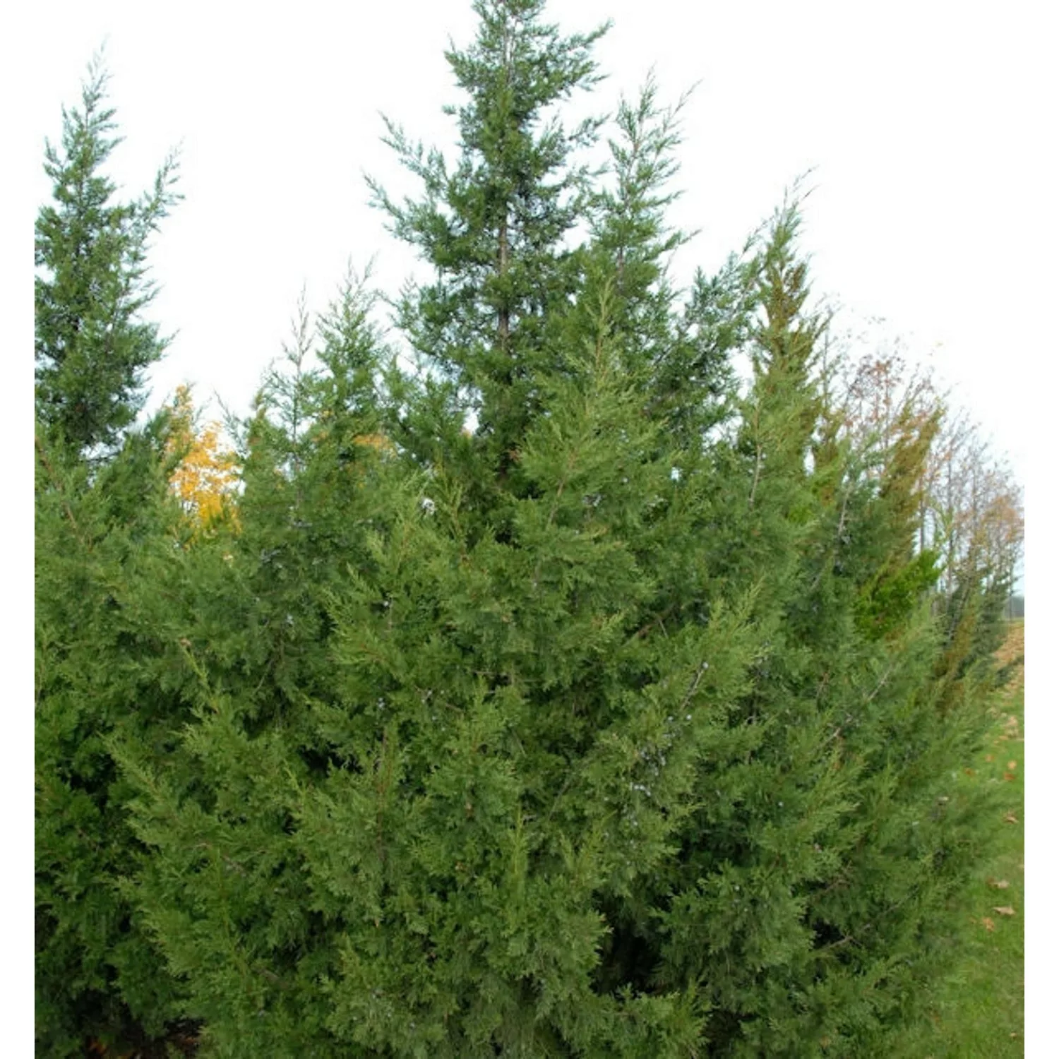 Chinesischer Wacholder Keteleeri 80-100cm - Juniperus chinensis günstig online kaufen