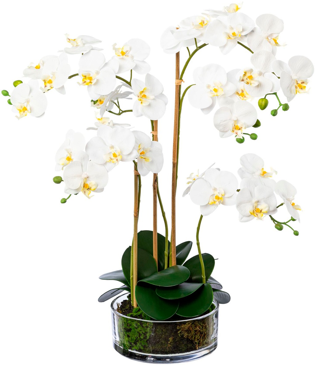 Creativ green Kunstorchidee "Phalaenopsis im Glas" günstig online kaufen