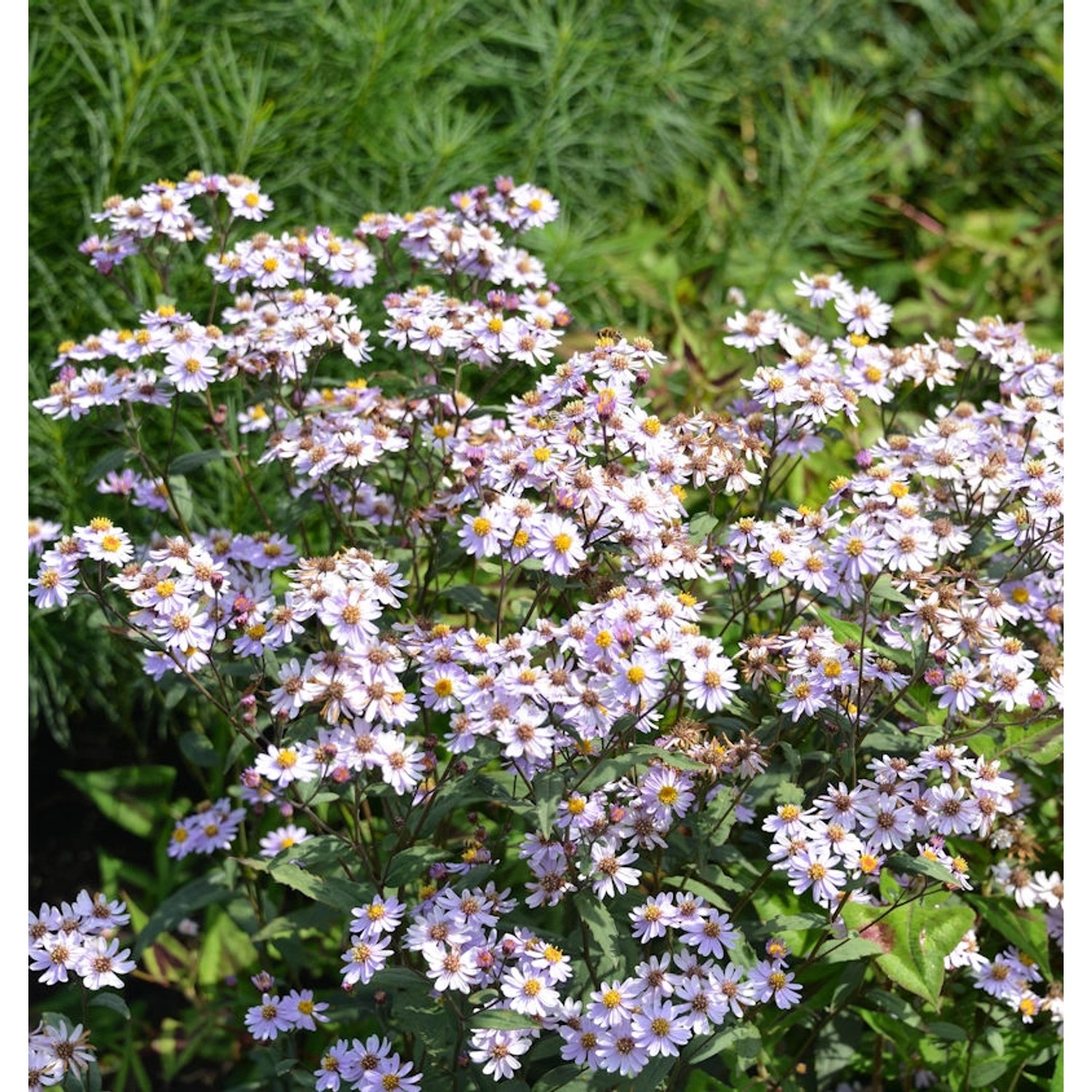 Wild Aster Harry Schmidt - Aster ageratoides günstig online kaufen