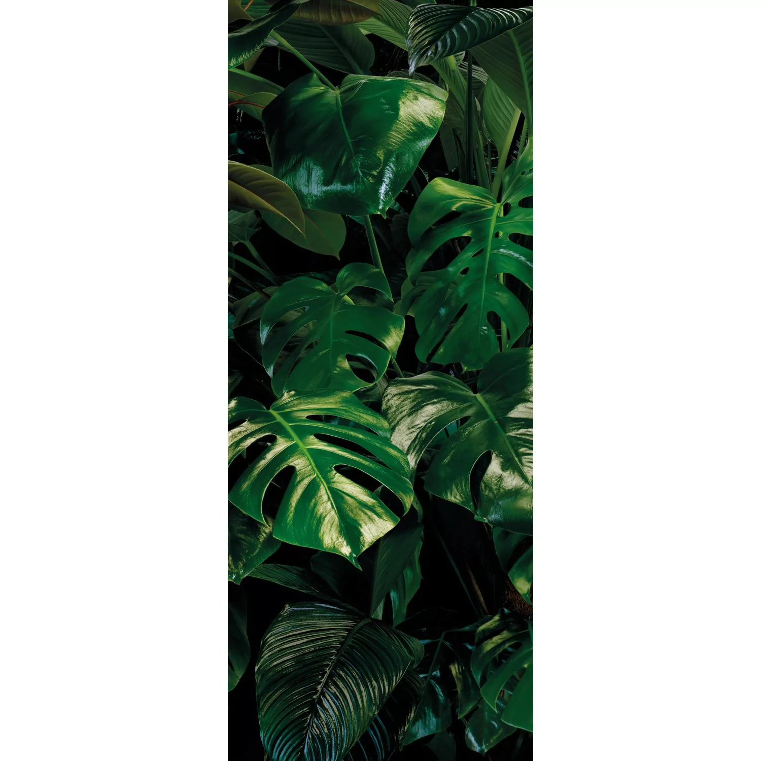 Komar Vliestapete »Digitaldruck Vlies - Tropical Wall Panel - Größe 100 x 2 günstig online kaufen