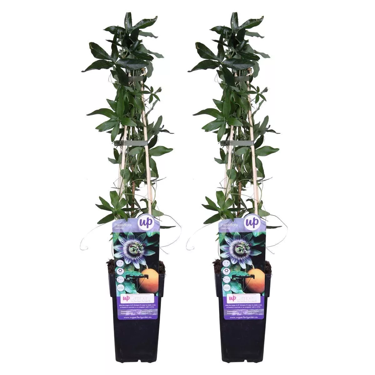 Casa Caron | Set aus 2 Passiflora caerulea günstig online kaufen