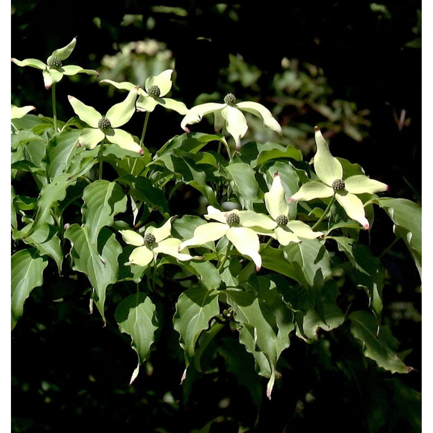 Japanischer Blumenhartriegel Weiße Fontäne 100-125cm - Cornus kousa günstig online kaufen