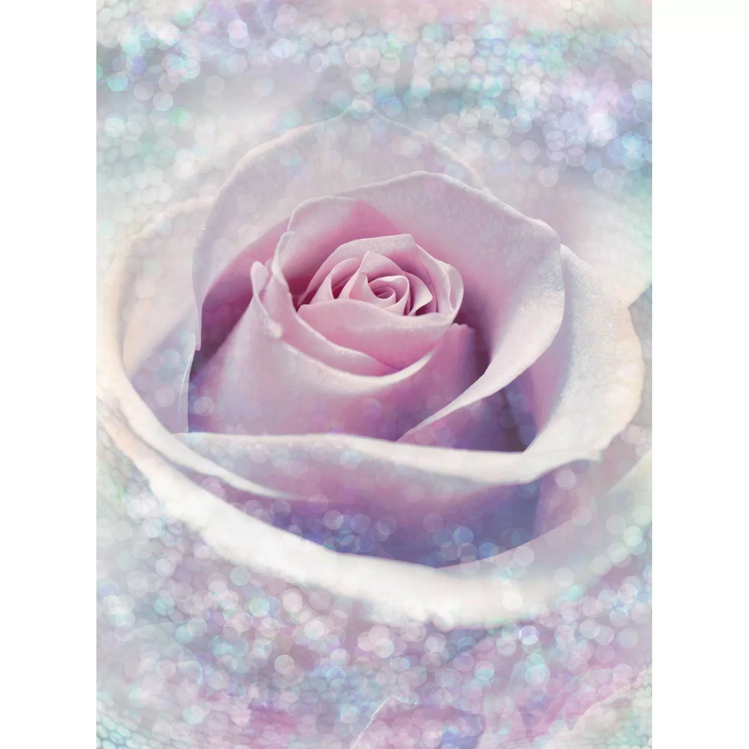 Komar Vliestapete »Digitaldruck Vlies - Delicate Rose - Größe 200 x 260 cm« günstig online kaufen