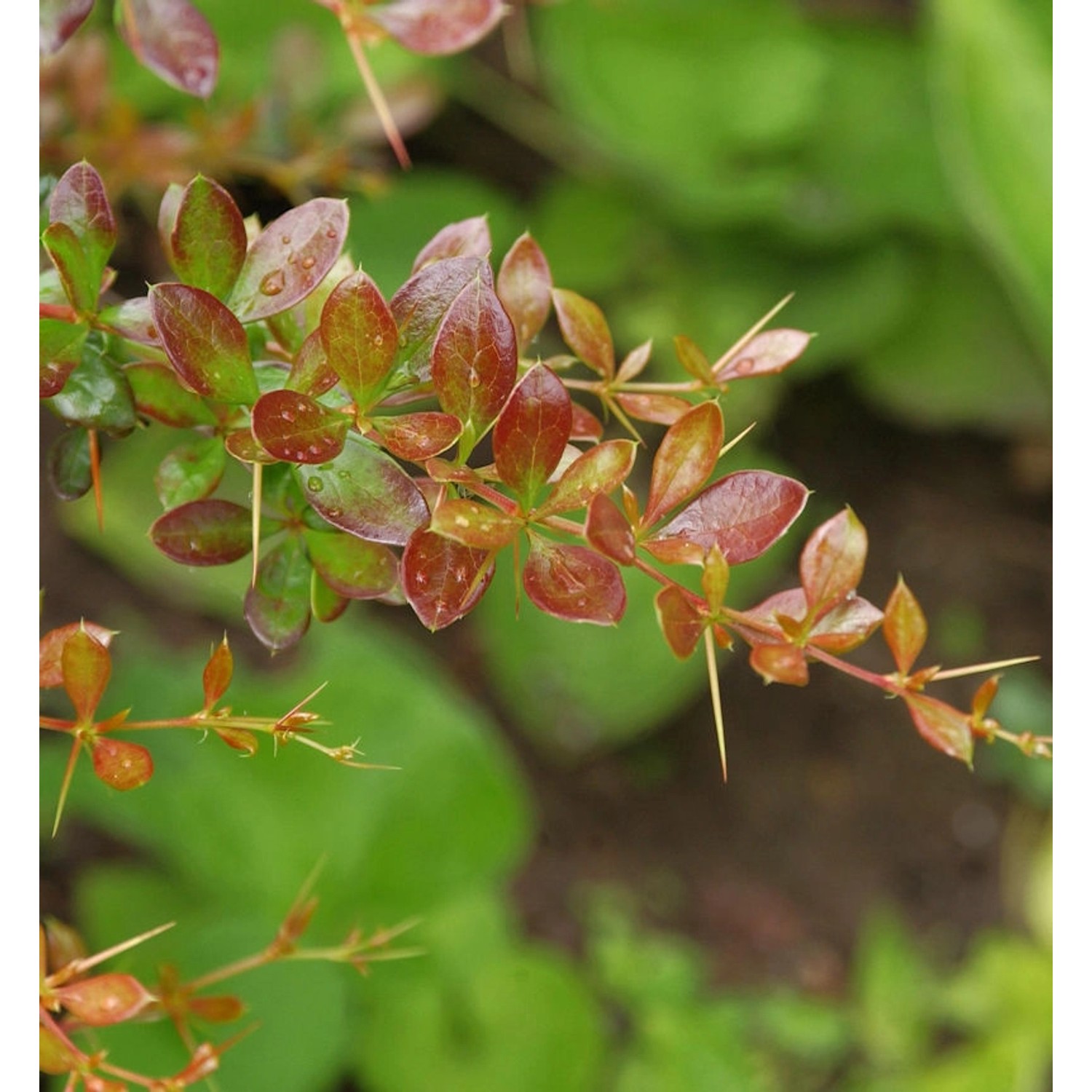 Beberitze Red Jewel 40-50cm - Berberis media günstig online kaufen