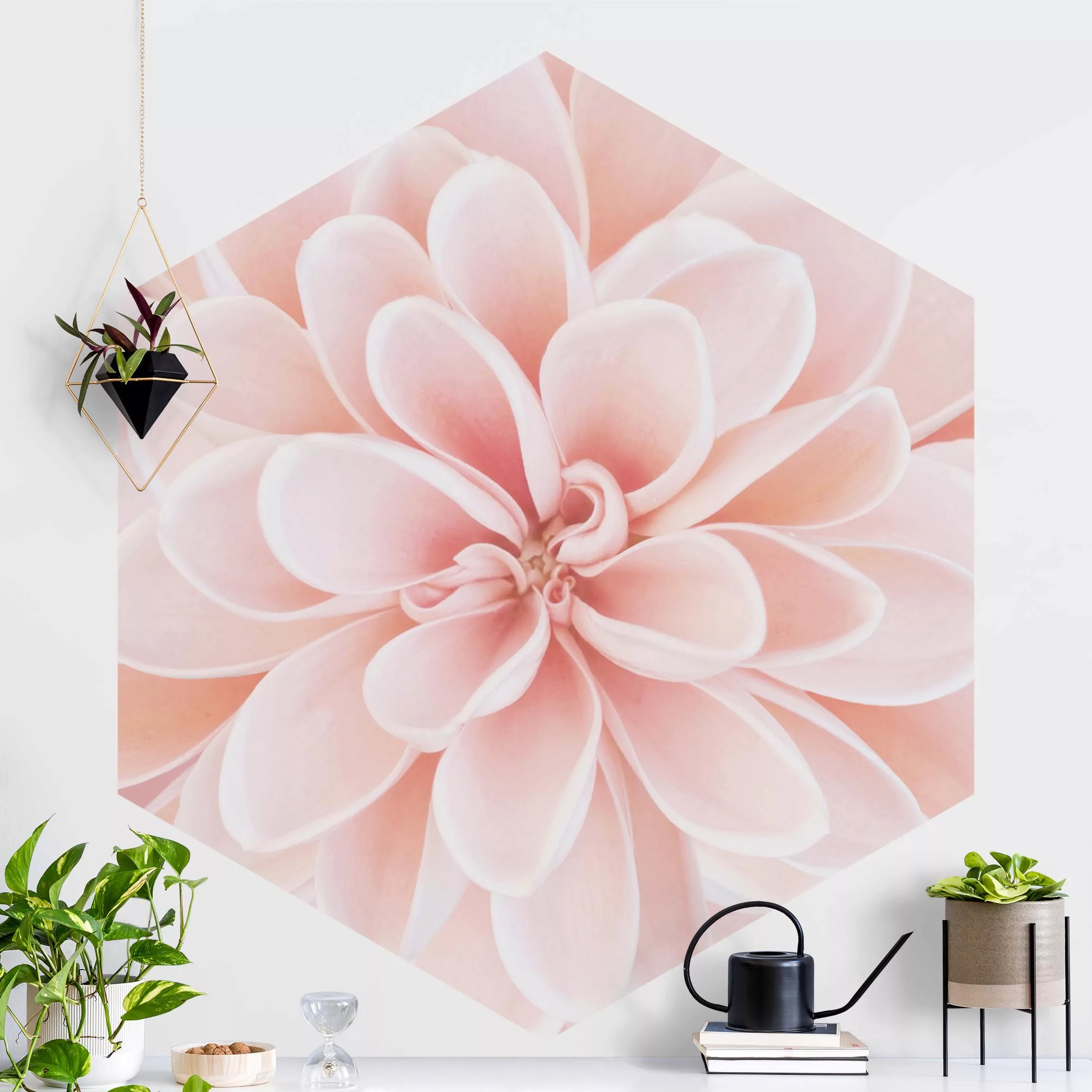 Hexagon Fototapete selbstklebend Dahlie in Pastellrosa günstig online kaufen