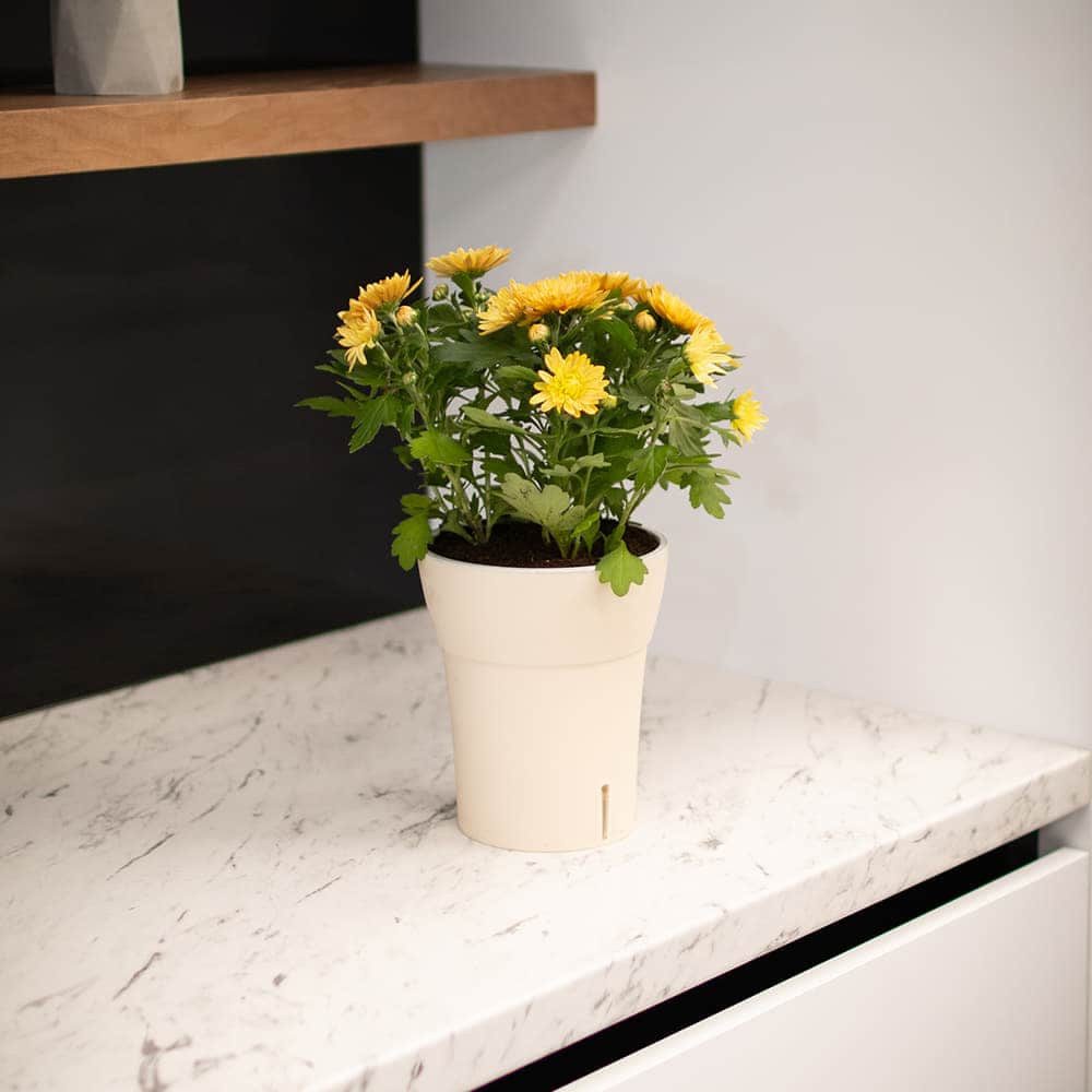 Happy plants Blumentopf Dali-Dea - Selbstbewässernder günstig online kaufen