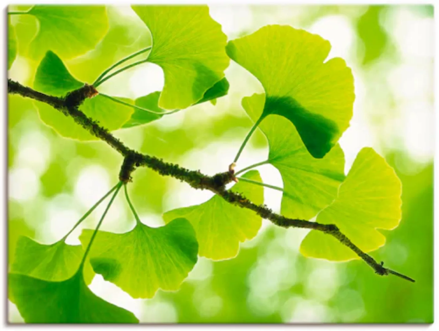 Artland Wandbild »Ginkgo«, Blätter, (1 St.), als Leinwandbild, Poster in ve günstig online kaufen