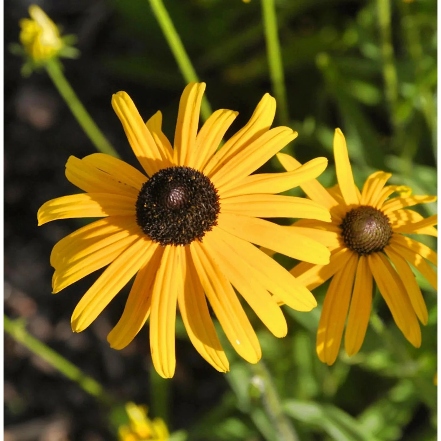 Sonnenhut Speciosa - großer Topf - Rudbeckia fulgida günstig online kaufen