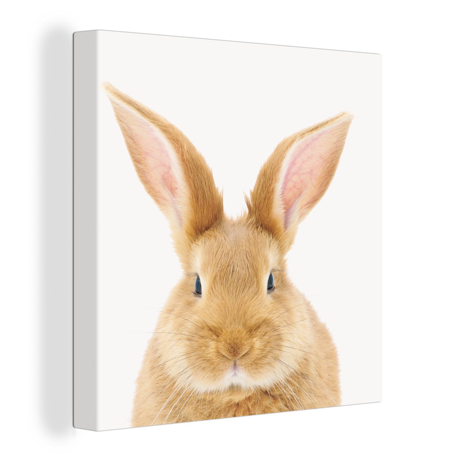 OneMillionCanvasses® Leinwandbild Kinder - Kaninchen - günstig online kaufen