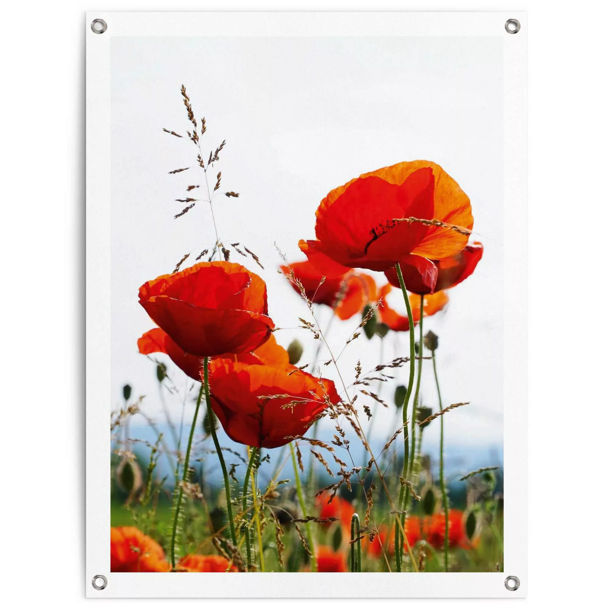 Reinders! Poster »Mohnblumen«, Outdoor für Garten oder Balkon günstig online kaufen