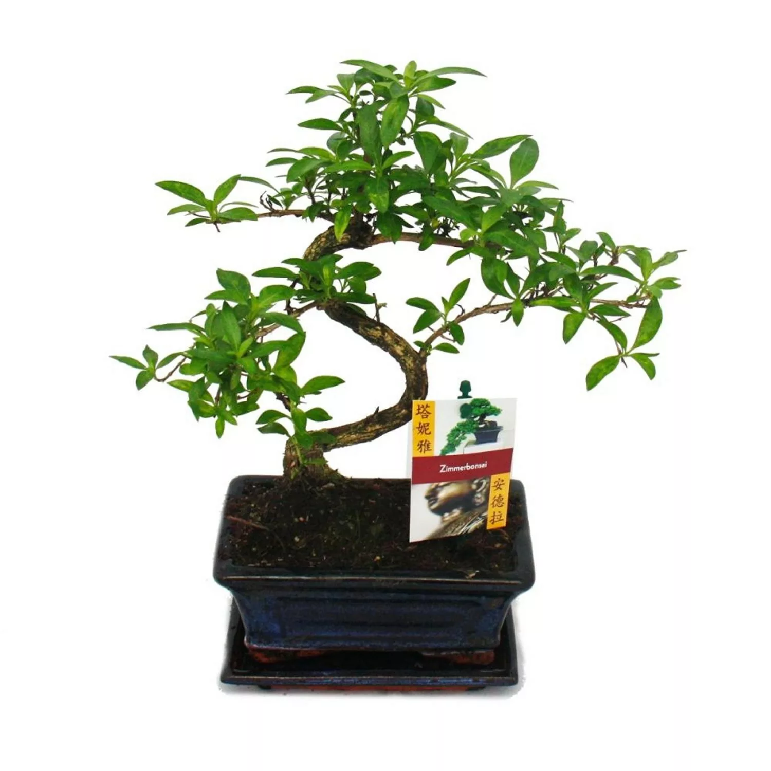 Exotenherz Bonsai Serissa Junischnee Baum Der 1000 Sterne ca. 8 Jahre günstig online kaufen