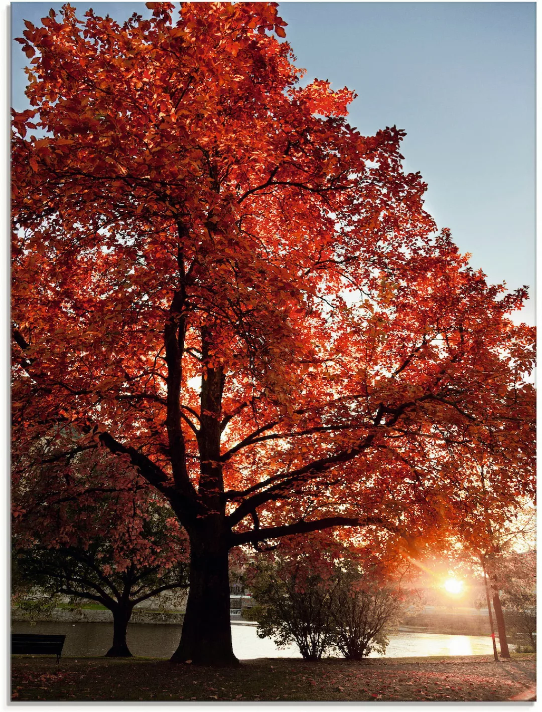 Artland Glasbild "Herbstbaum", Bäume, (1 St.) günstig online kaufen