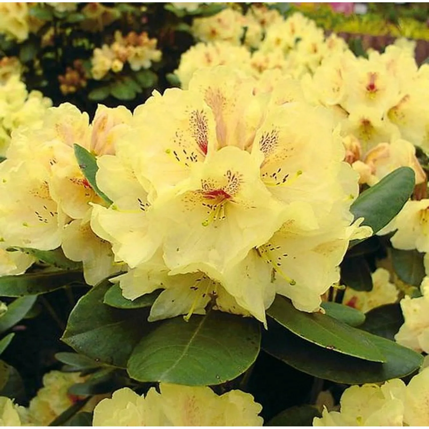 INKARHO - Großblumige Rhododendron Goldbukett 25-30cm - Alpenrose günstig online kaufen