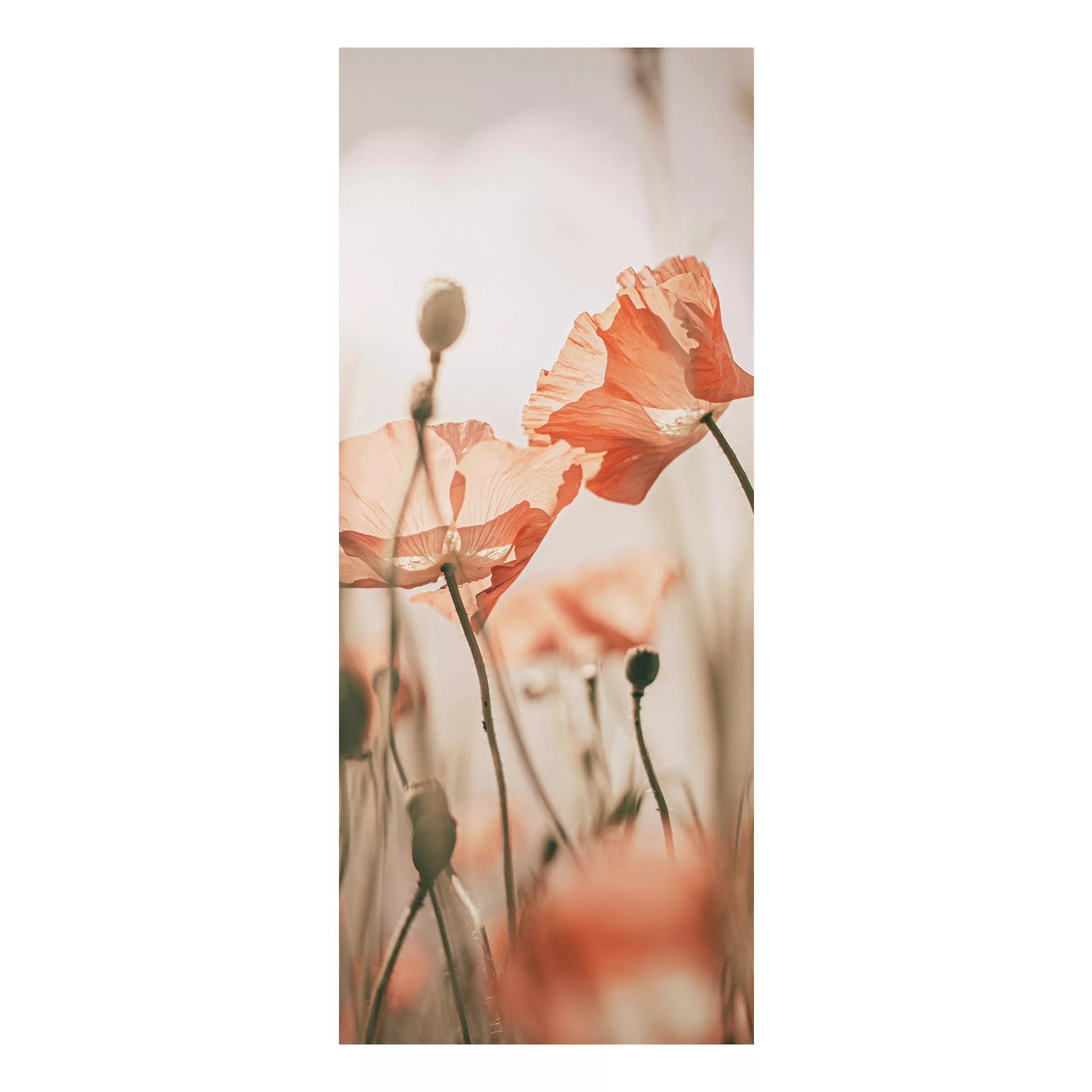 Alu-Dibond Bild Mohnblüten im Sommerwind günstig online kaufen