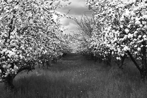 Papermoon Fototapete »Baumplantage Schwarz & Weiß« günstig online kaufen