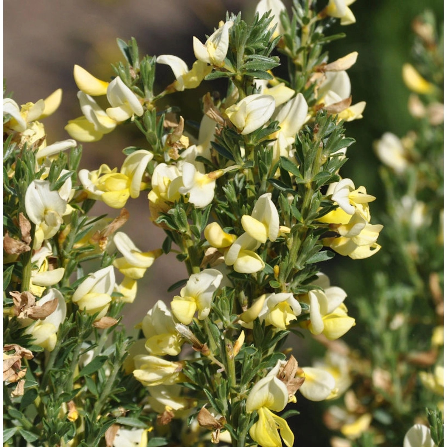 Kissenginster Geißklee 30-40cm - Cytisus decumbens günstig online kaufen