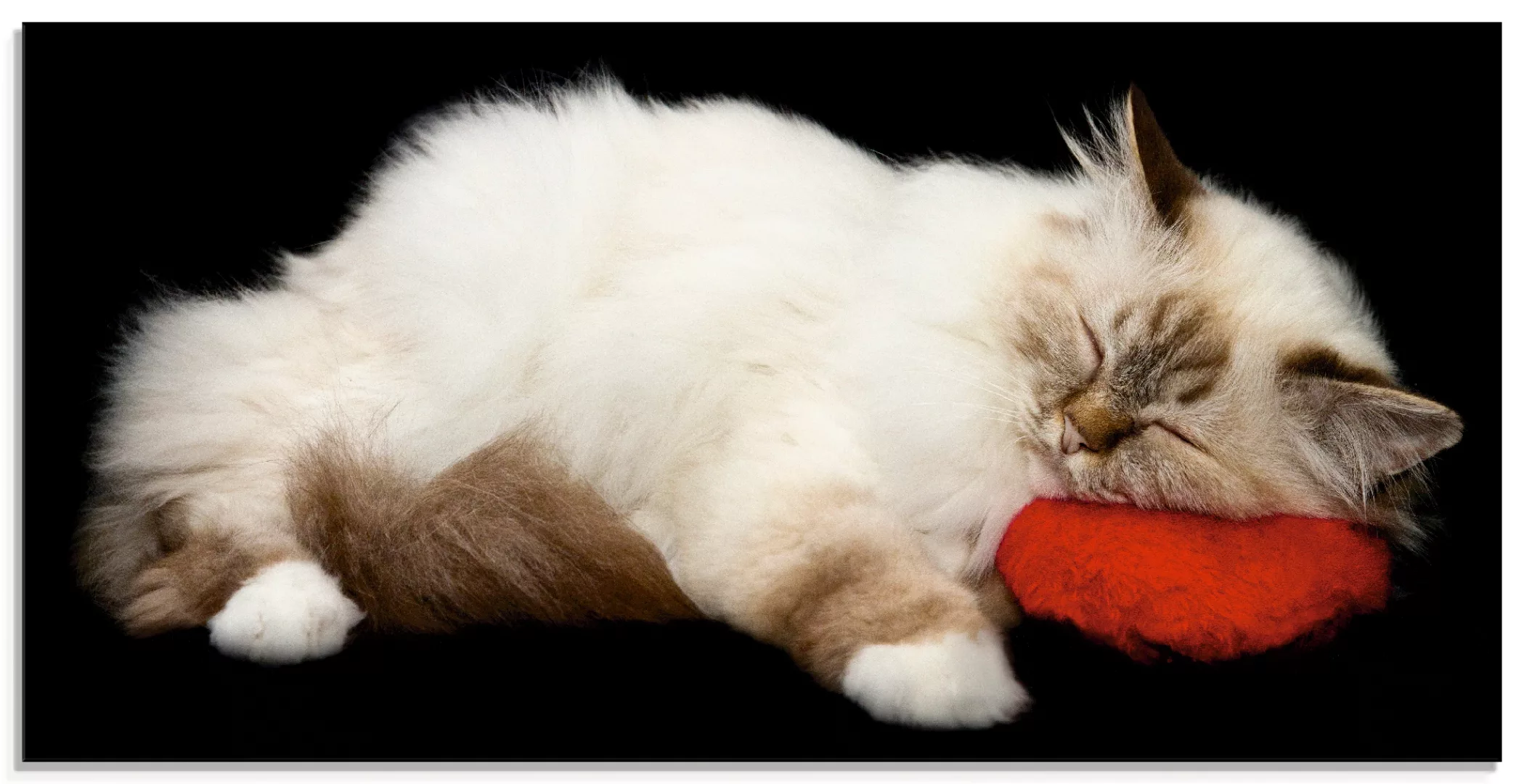 Artland Glasbild "Müde Katze", Haustiere, (1 St.) günstig online kaufen