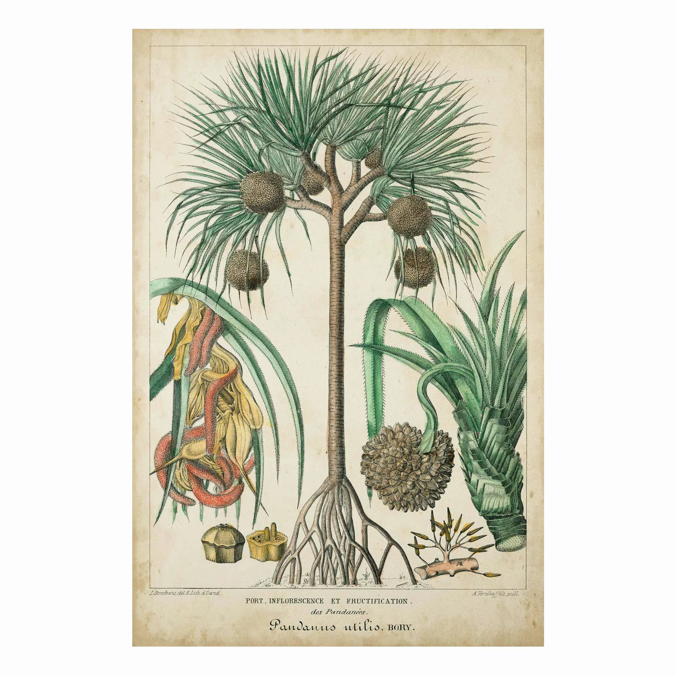 Forexbild Blumen - Hochformat Vintage Lehrtafel Exotische palmen I günstig online kaufen