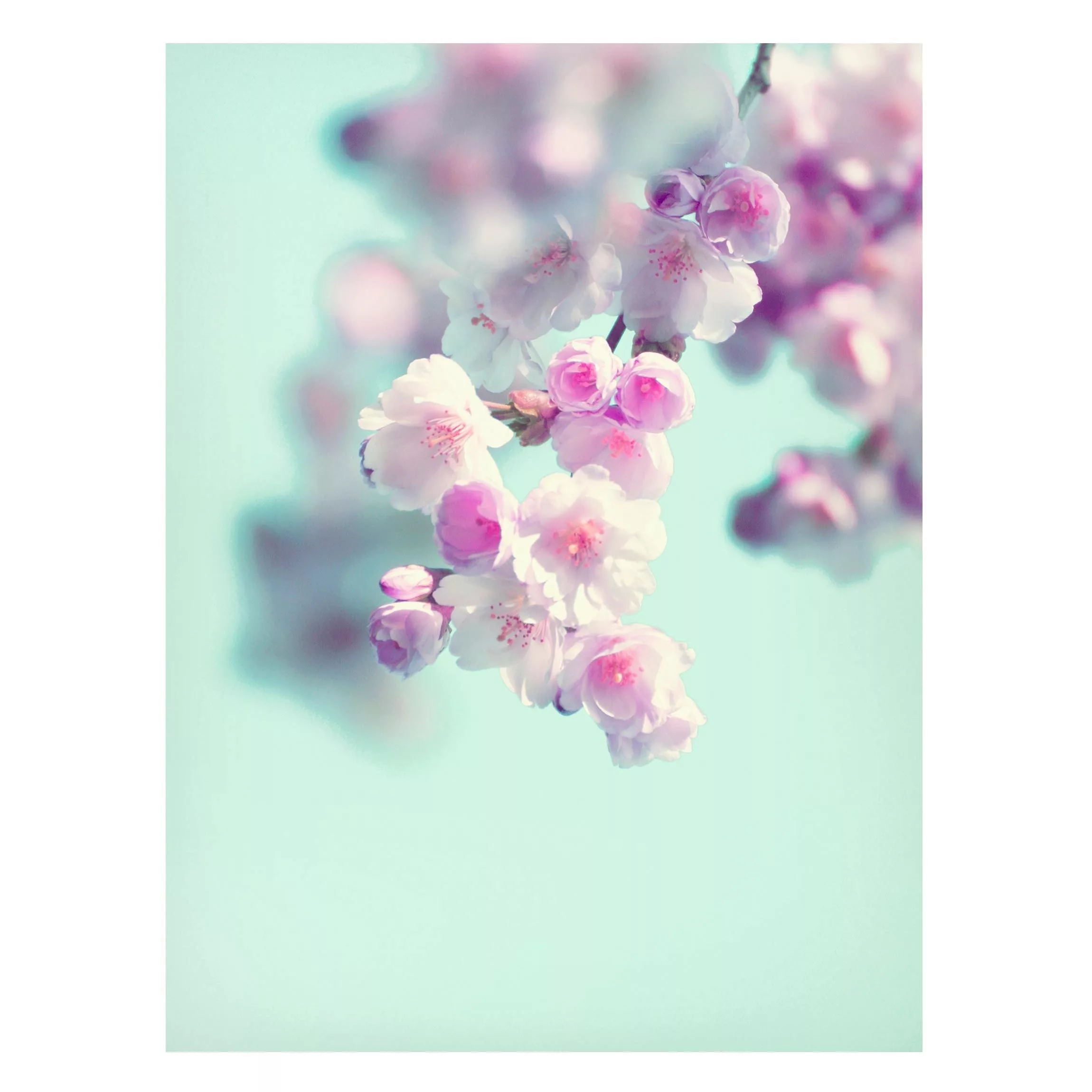 Magnettafel Farbenfrohe Kirschblüten günstig online kaufen