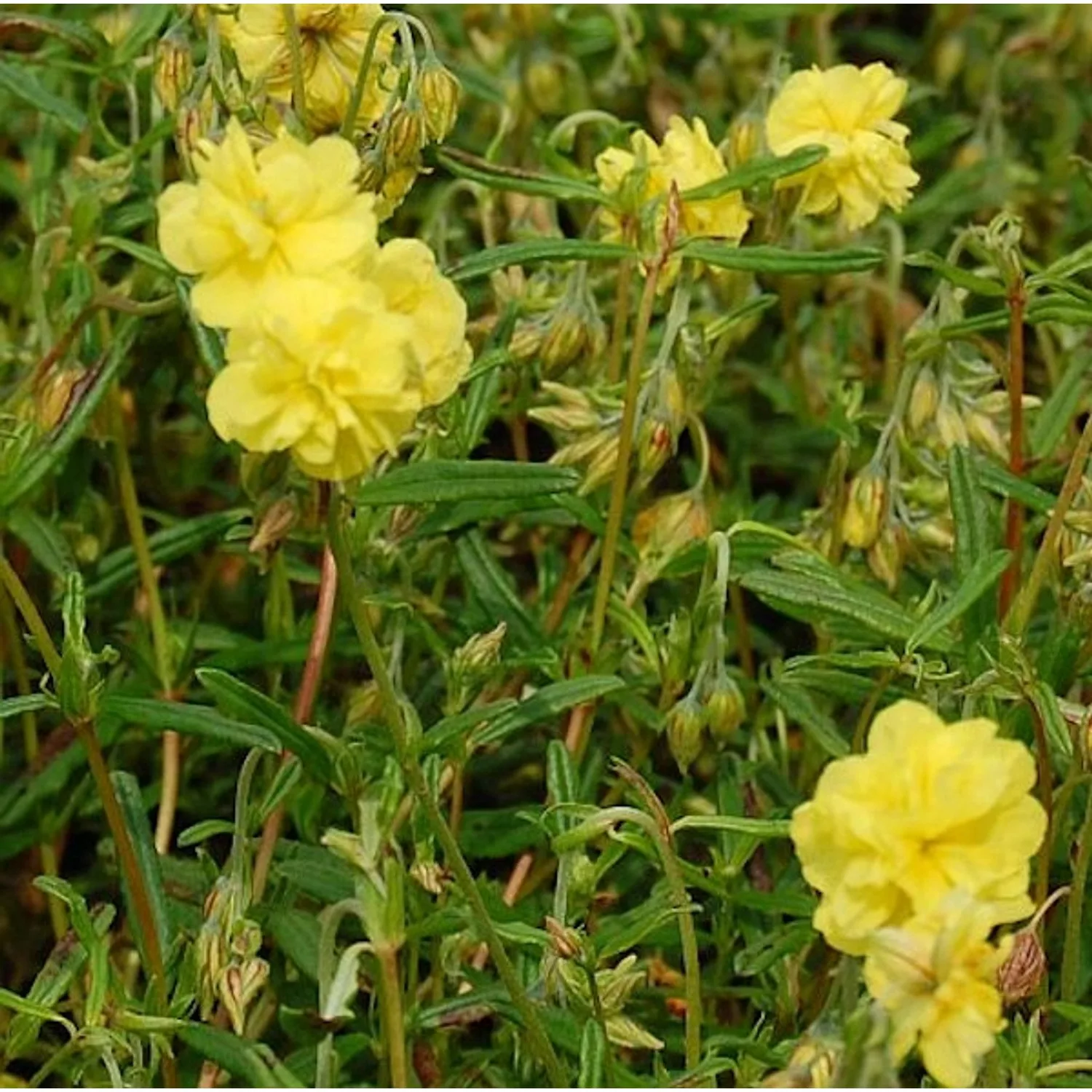 Sonnenröschen Gelbe Perle - Helianthemum günstig online kaufen