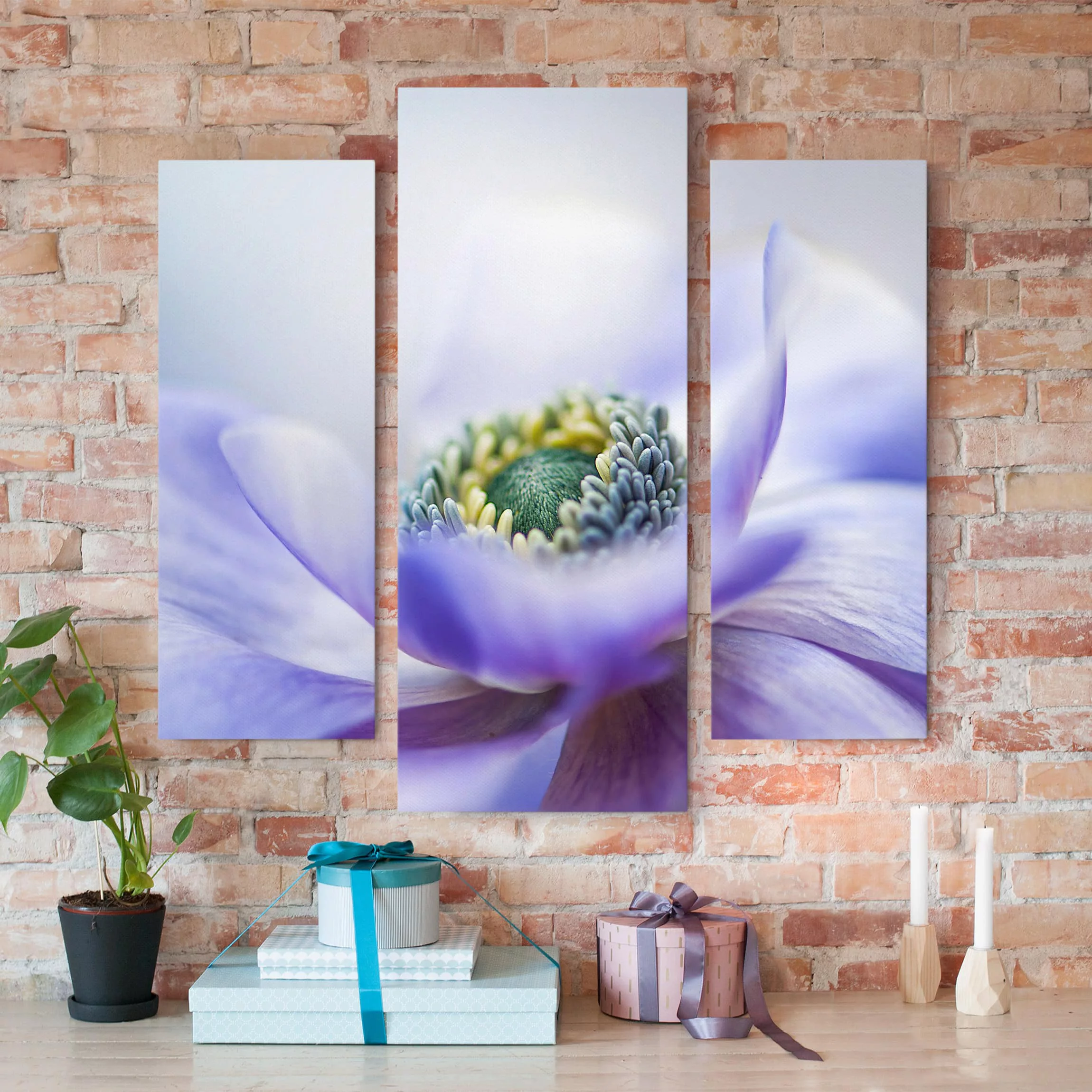 3-teiliges Leinwandbild Blumen - Querformat Anemone De Caen günstig online kaufen