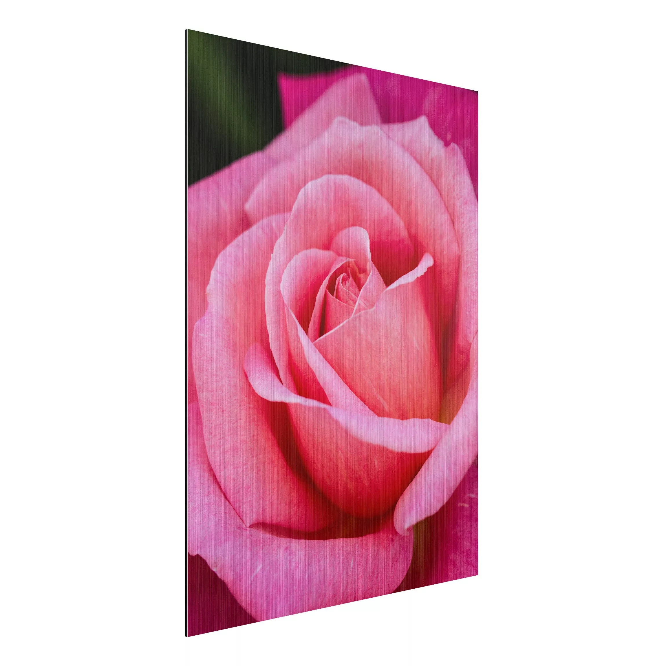 Alu-Dibond Bild Blumen - Hochformat 3:4 Pinke Rosenblüte vor Grün günstig online kaufen