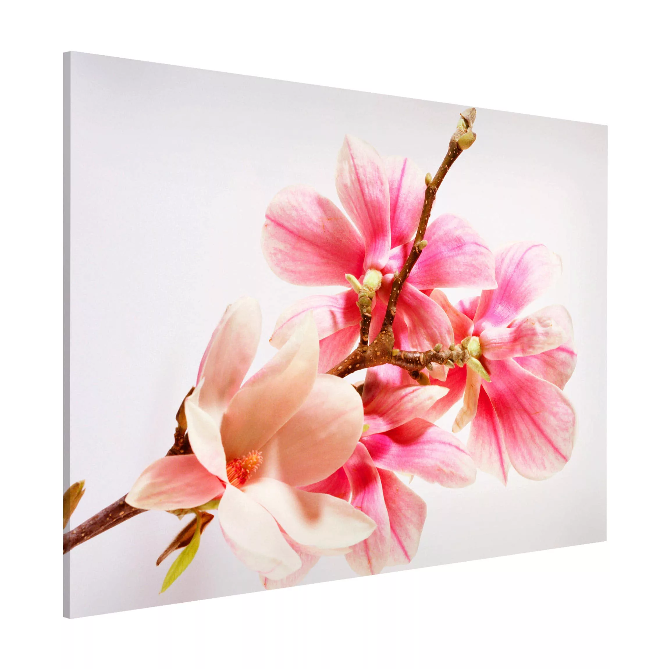 Magnettafel Blumen - Querformat 4:3 Magnolienblüten günstig online kaufen