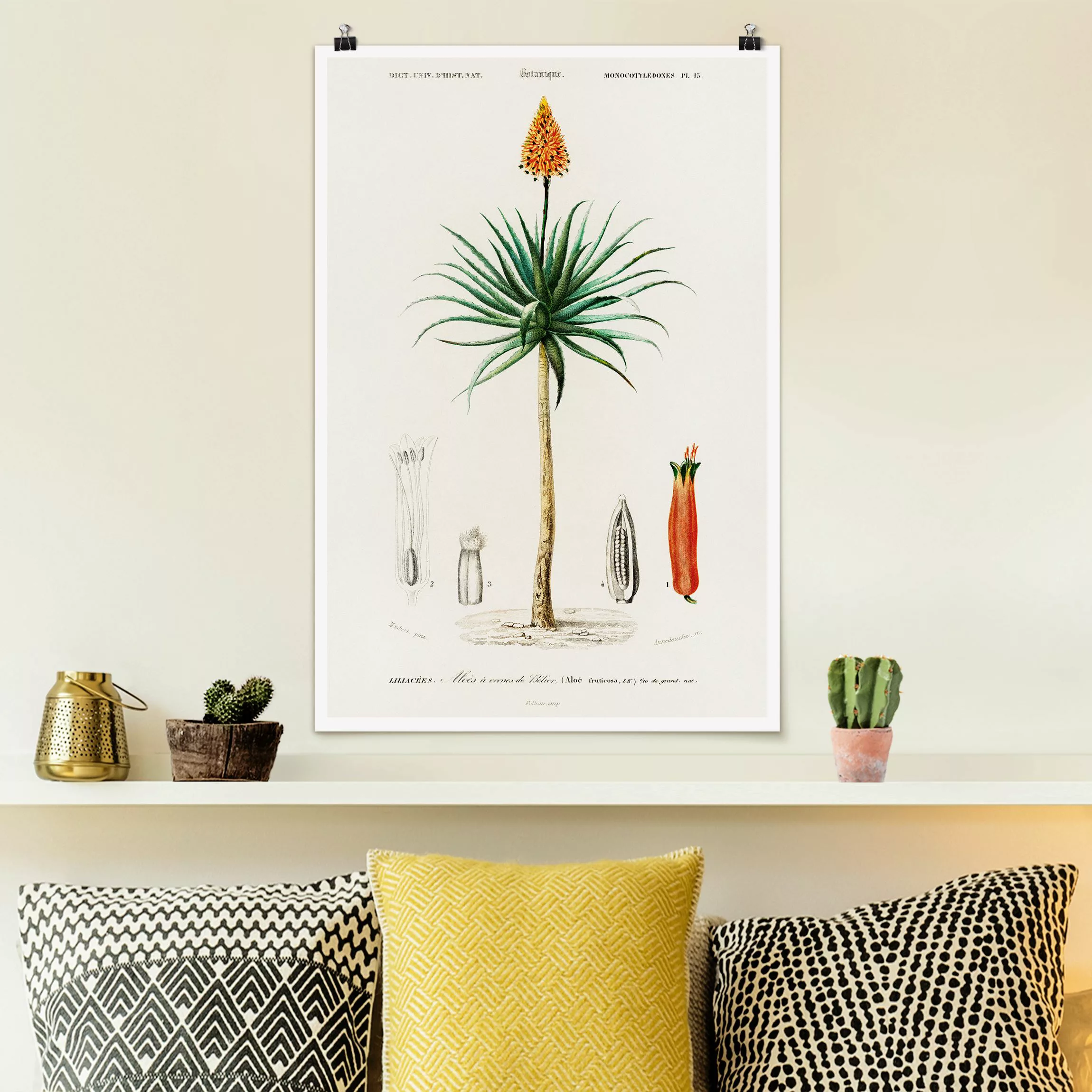 Poster Botanik Vintage Illustration Aloe Orange Blüte günstig online kaufen