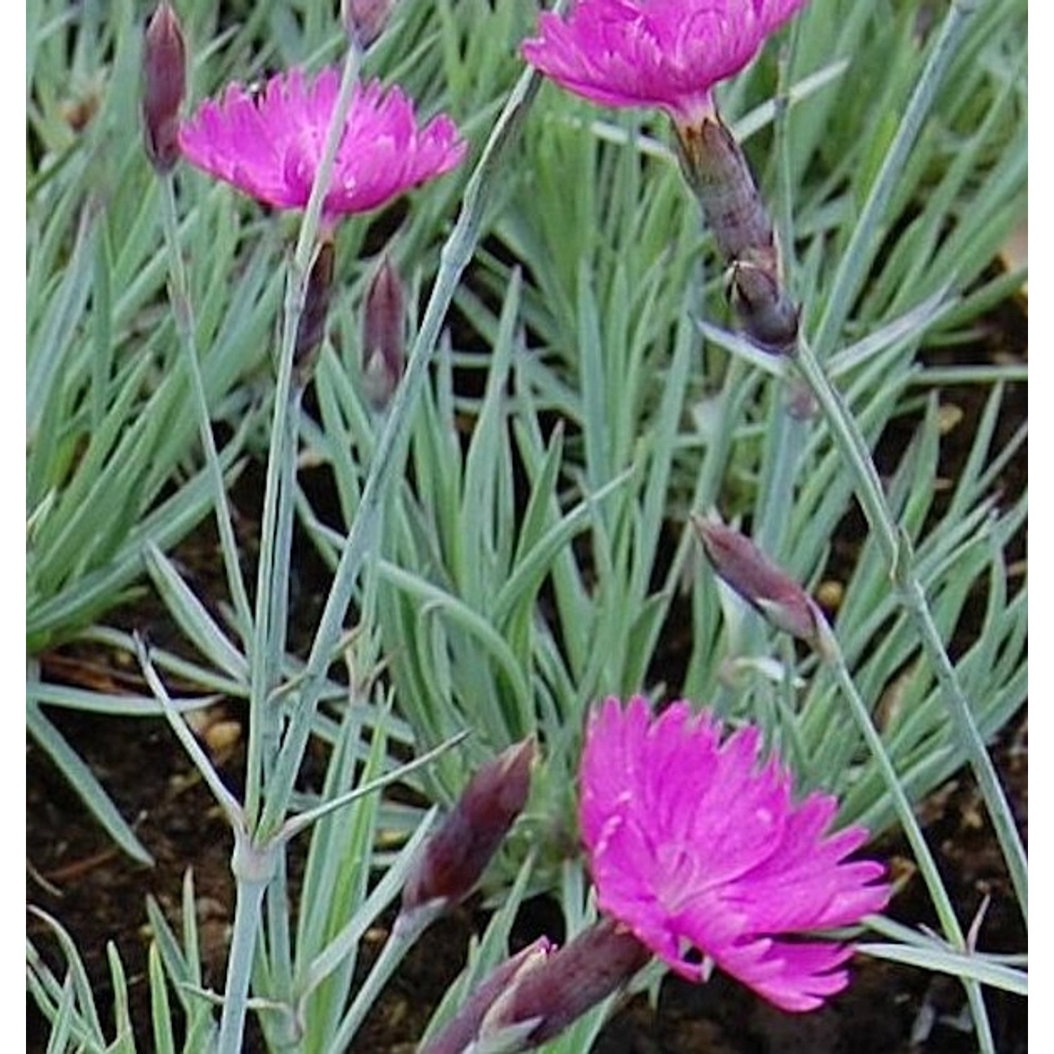 Pfingstnelke Feuerhexe - Dianthus gratianopolitanus günstig online kaufen