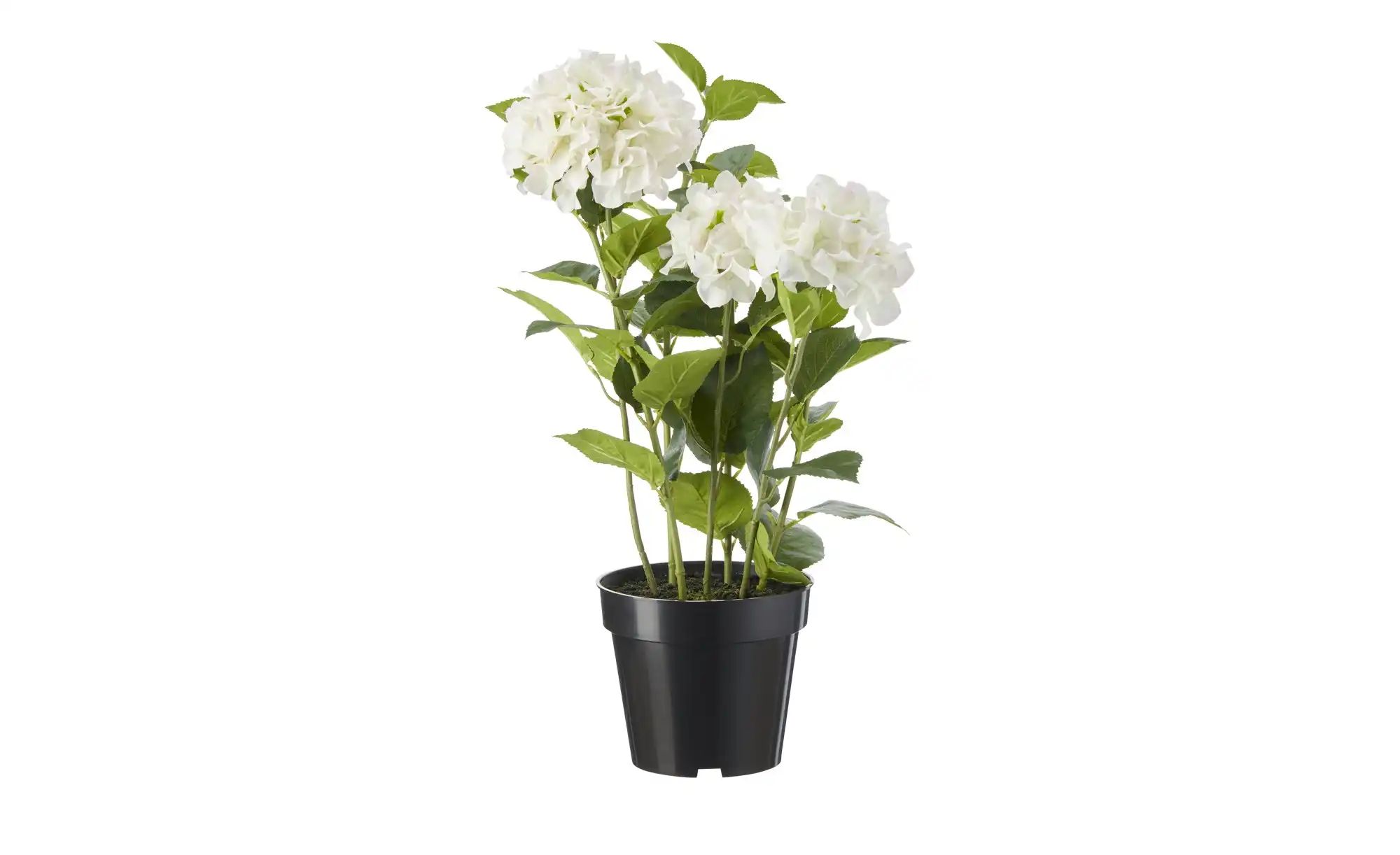 Hortensie getopft   ¦ weiß ¦ Kunststoff ¦ Maße (cm): H: 85 Accessoires > Ku günstig online kaufen