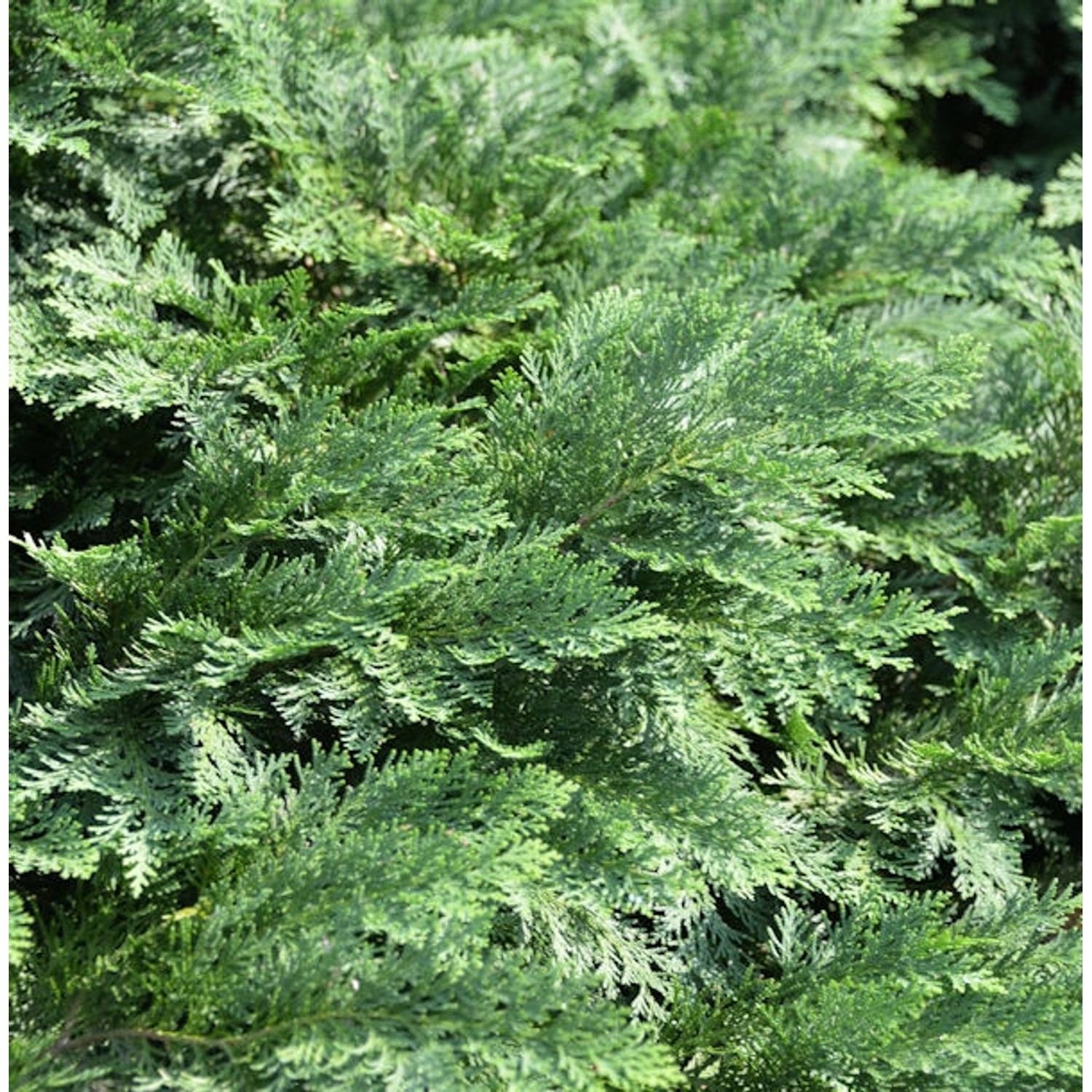 Hochstamm Scheinzypresse Nidiformis 60-80cm - Chamaecyparis lawsoniana günstig online kaufen