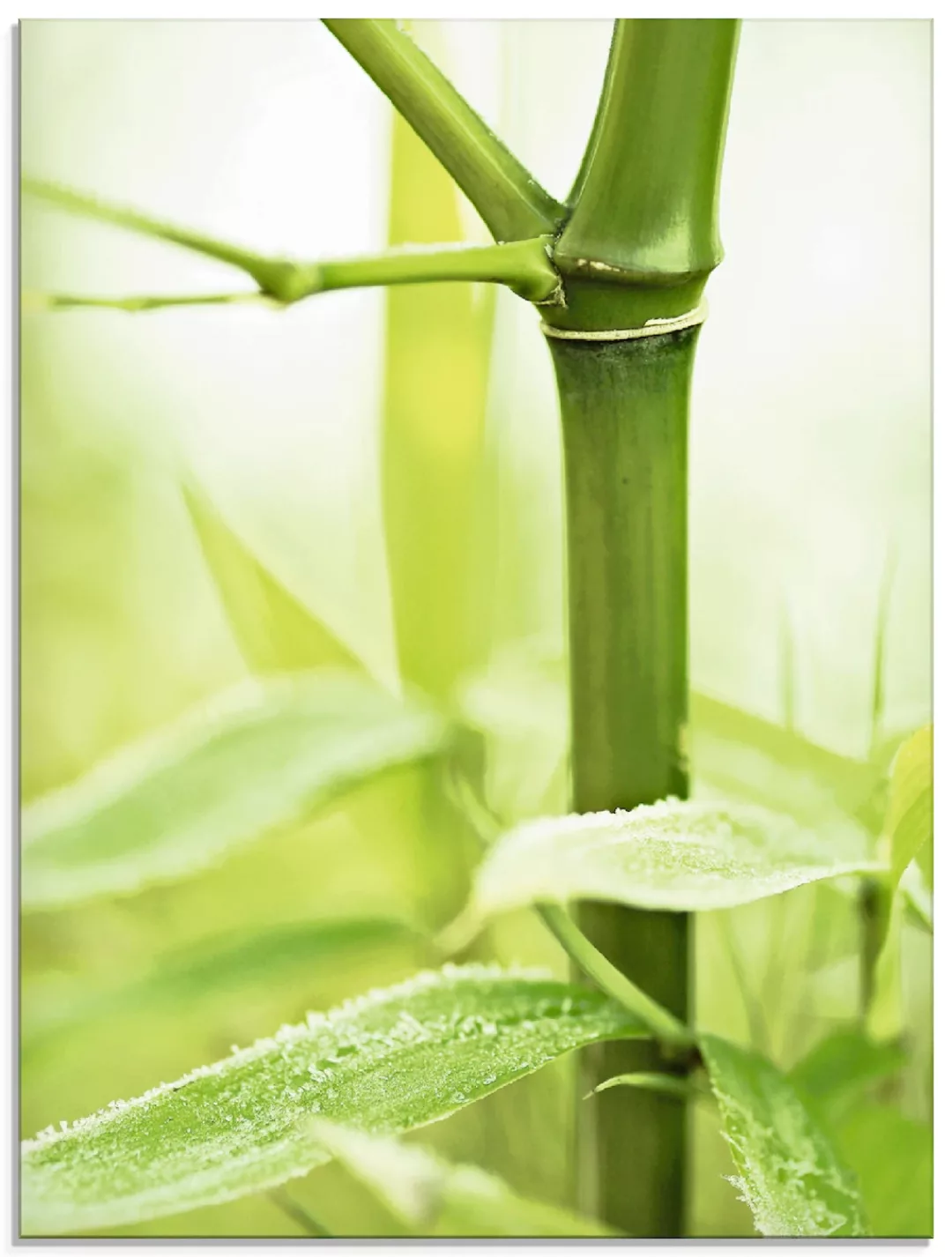 Artland Glasbild "Bambus Zweig", Gräser, (1 St.), in verschiedenen Größen günstig online kaufen