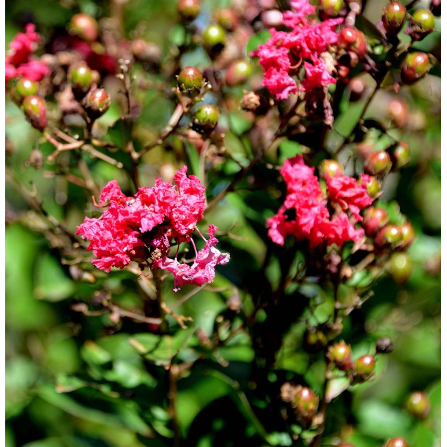 Hochstamm Chinesische Kräuselmyrte Dynamite 40-60cm - Lagerstroemia indica günstig online kaufen