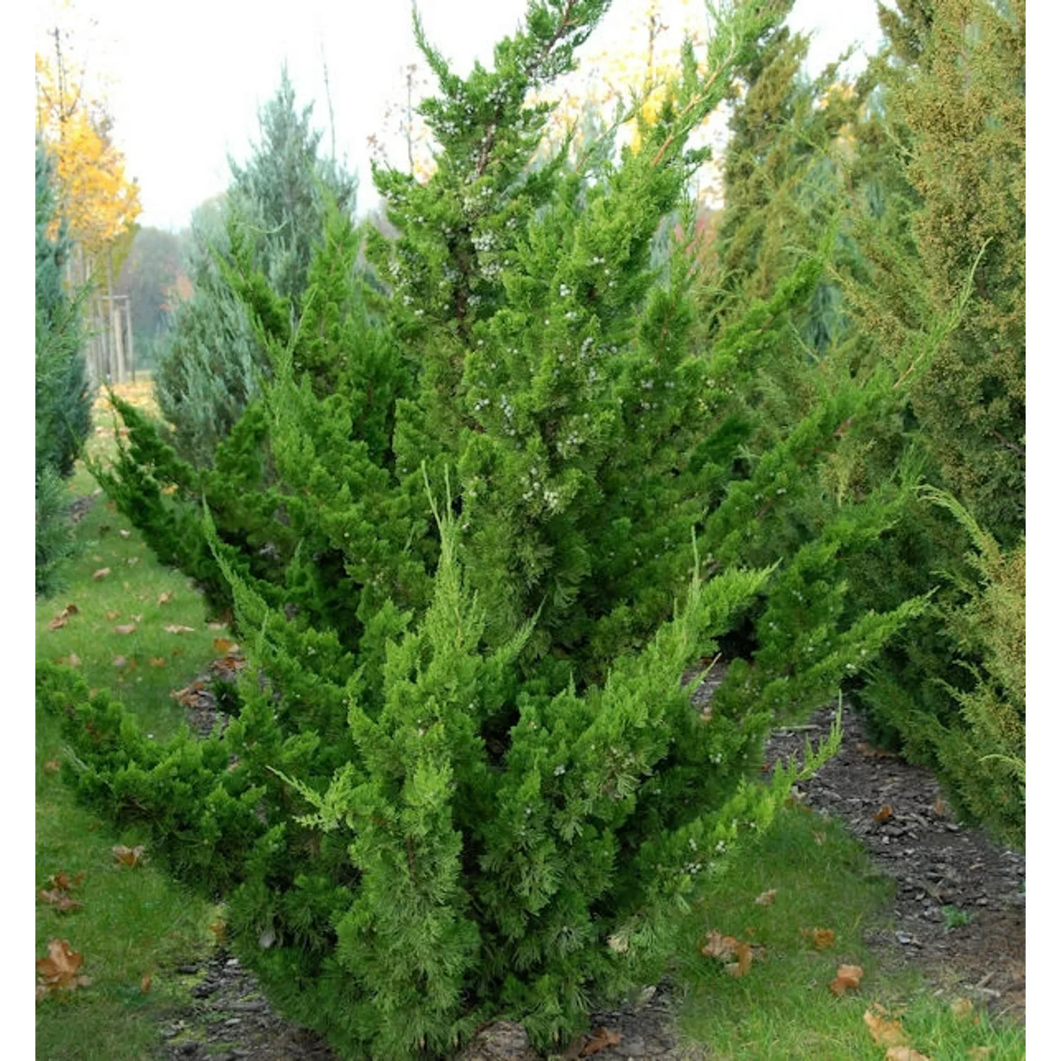 Chinesischer Wacholder Kaizuka 60-80cm - Juniperus chinensis günstig online kaufen