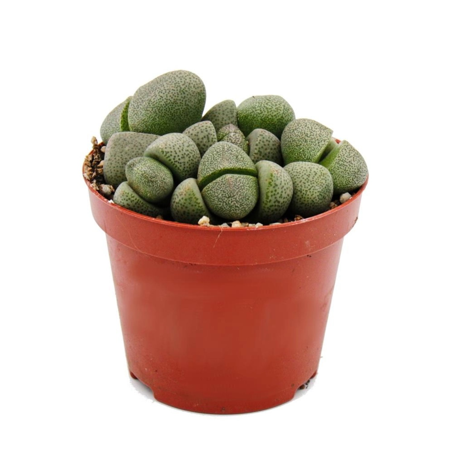 Exotenherz Pleiospilos Nelii Lebender Stein Lebender Granit im 8,5cm Topf günstig online kaufen