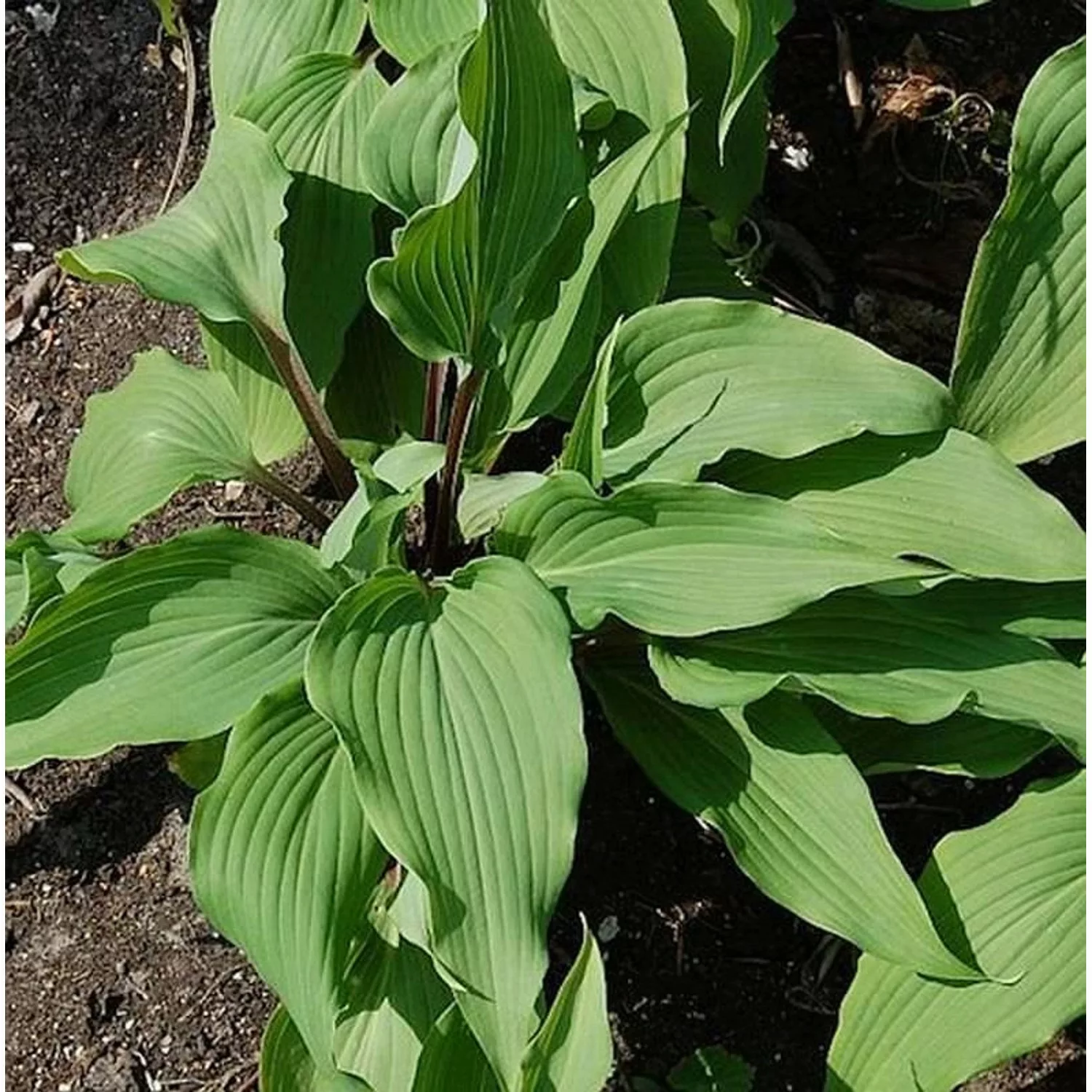 Lanzenblattfunkie Red October - Hosta lancifolia günstig online kaufen