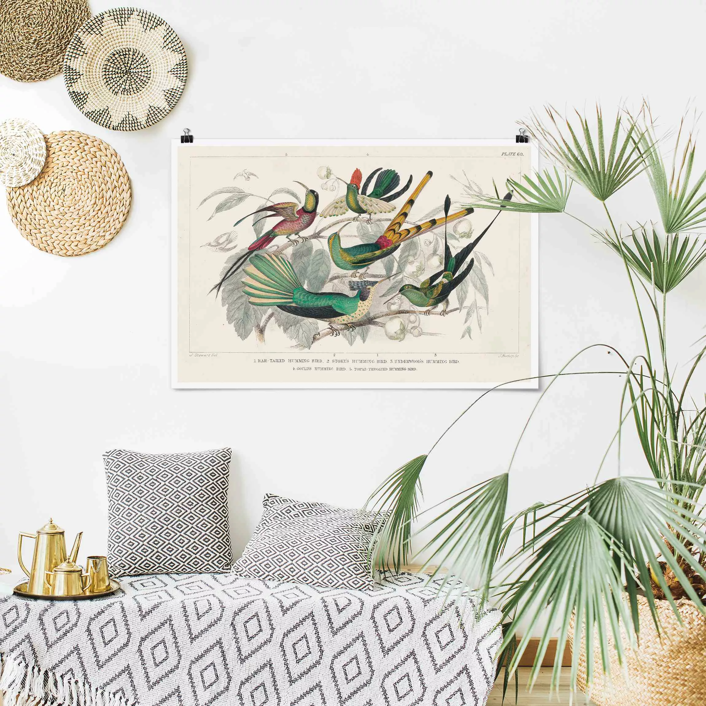 Poster Kolibri-Diagramm günstig online kaufen