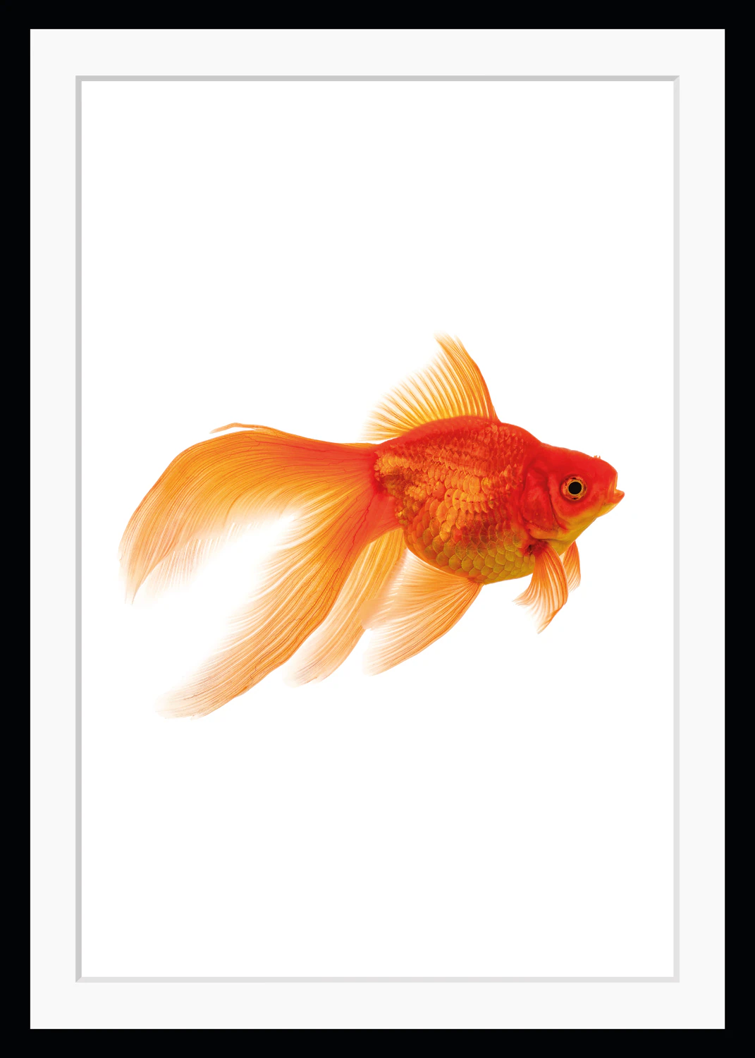 queence Bild "Goldi", Fisch & Meeresfrüchte, gerahmt, Goldfisch günstig online kaufen
