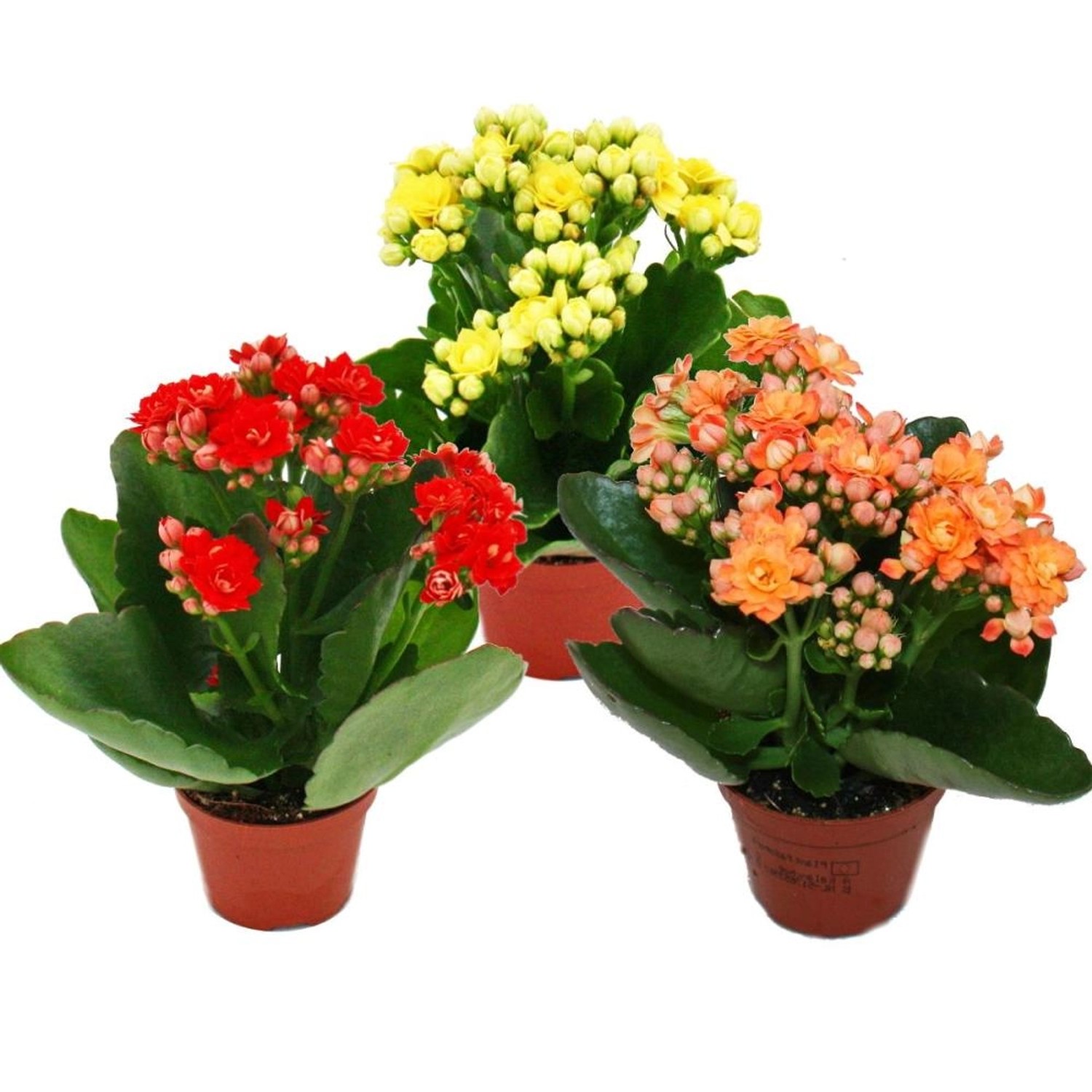 Exotenherz Minikalanchoe Rosalina Set mit 3 Verschiedene Pflanzen Flammende günstig online kaufen