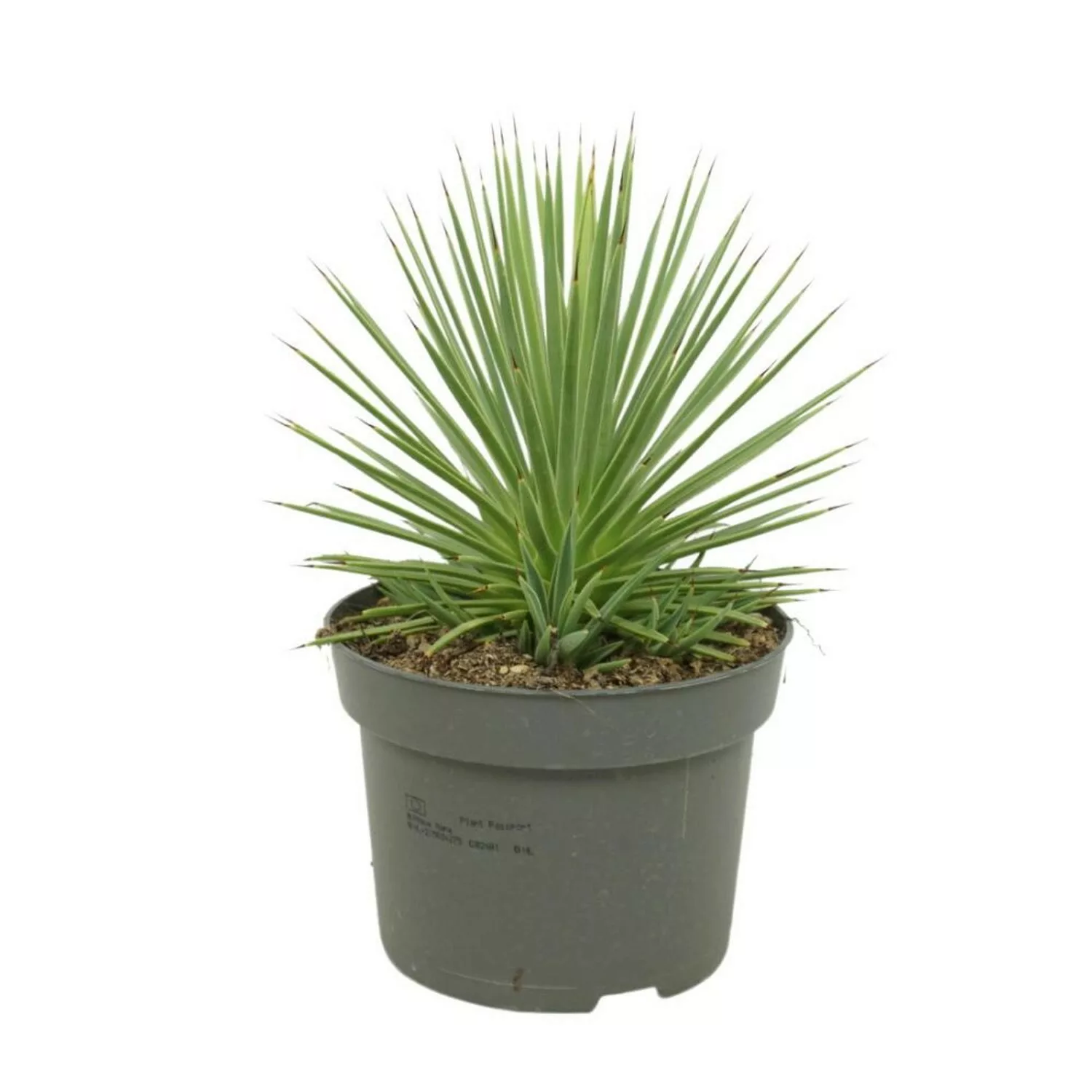 Exotenherz Agave Striata var. Nana Stachelsschwein Agave 12cm Topf günstig online kaufen